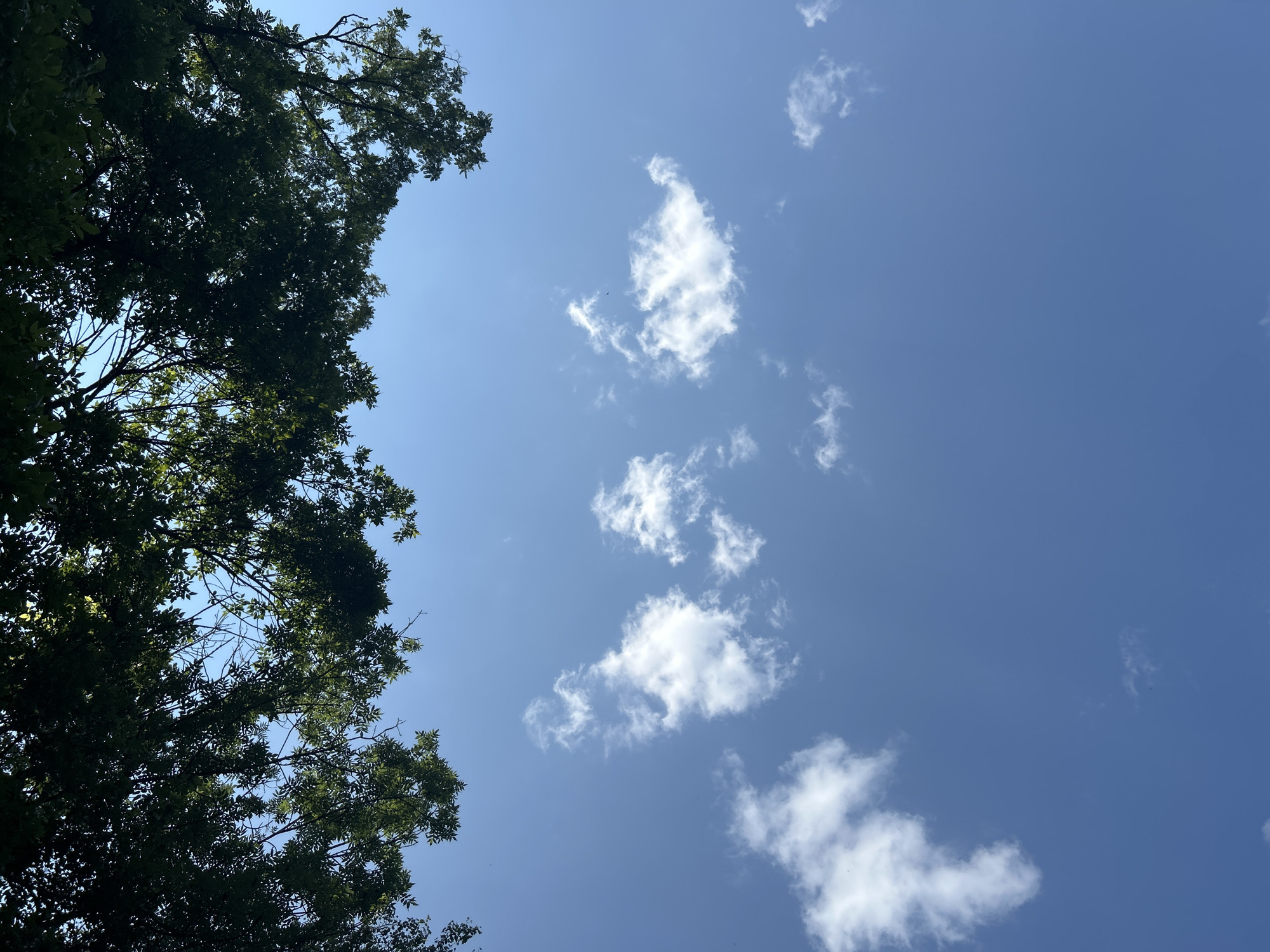 An upward-facing shot captures a view of the sky through tree canopy. The upper quarter of the frame is dominated by a dense, dark green foliage mass consisting of tree branches and leaves, partially silhouetted against the bright sky. The remaining three-quarters of the frame display a clear, bright blue sky. Scattered across the blue expanse are several distinct, white cumulus clouds, primarily situated in the mid-upper portion of the sky. The lighting indicates a bright, sunny day. The location is Unknown, Unknown. No human subjects or discernible human-made objects are present.