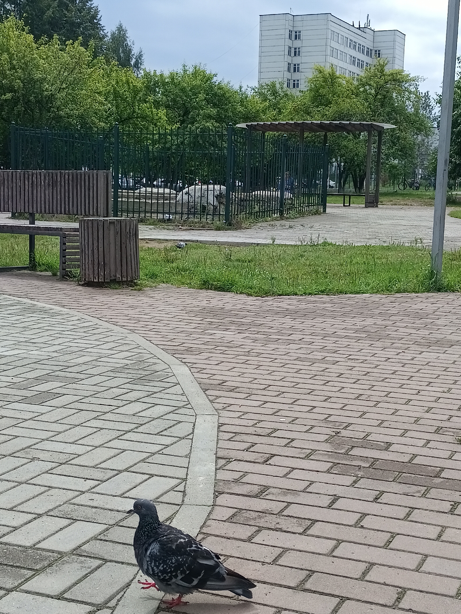 A pigeon stands on a paved walkway in a park. In the background, a dark green metal fence encloses an area with grass and trees. Beyond the fence, a wooden structure with a slatted roof stands, and further back, a tall, white, multi-story building with many windows is visible. The sky is overcast. The pigeon is facing to the right, with its head slightly turned. The walkway is made of light gray and reddish-brown rectangular pavers arranged in a herringbone pattern.