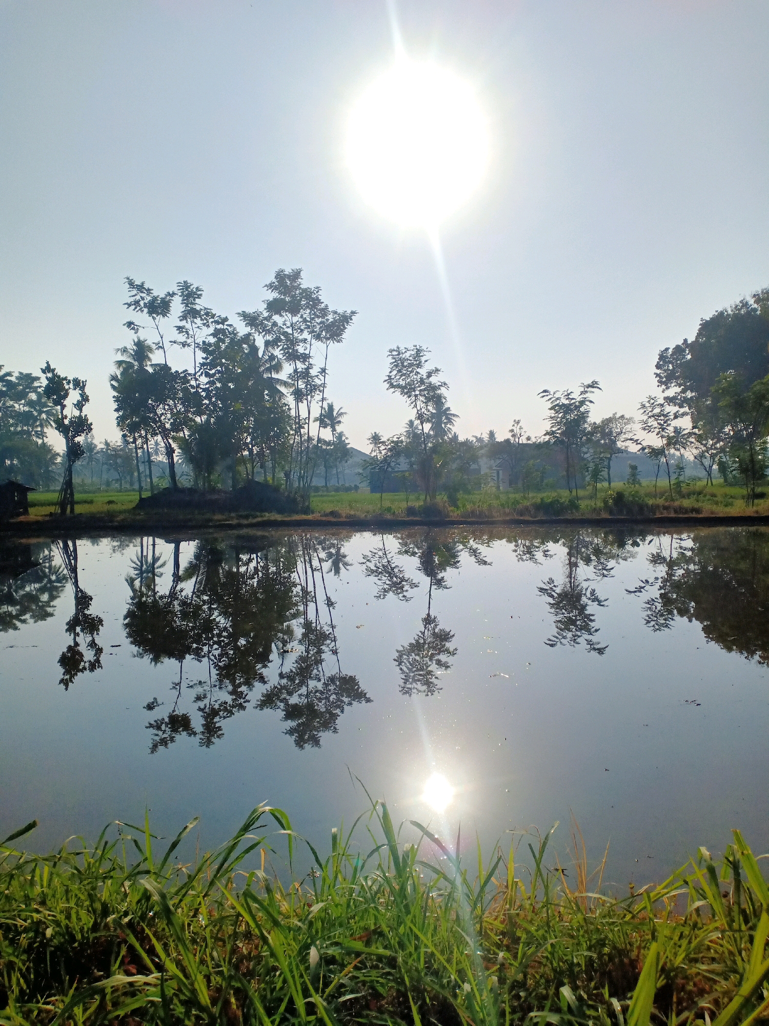 This is a photograph taken in Pasirian, Indonesia, depicting a serene rural landscape at sunrise. The image captures a body of water, likely a pond or rice paddy, reflecting the bright sun and the surrounding trees. The sun is high in the sky, casting a strong glare and creating a lens flare effect.
In the foreground, lush green grass grows along the edge of the water, with some dry, tall stalks interspersed. The water surface is calm, acting as a mirror to the scene above. The reflections of the trees and the sun are clearly visible, adding depth and symmetry to the composition.
Beyond the water, a line of trees stands tall, their silhouettes dark against the bright sky. Among them, coconut palms can be identified, a common sight in Indonesian landscapes. In the distance, hints of rural dwellings and fields suggest a village or agricultural area. A small, dark structure, possibly a shed or a hut, is visible on the far left bank of the water.
The sky is a pale blue, gradually fading to white near the sun. The overall atmosphere is peaceful and tranquil, characteristic of a rural morning in Indonesia. There are no people or animals visible in the image. The scene is static, with no apparent action or interaction occurring. The environment is natural and untouched, emphasizing the beauty of the countryside.
