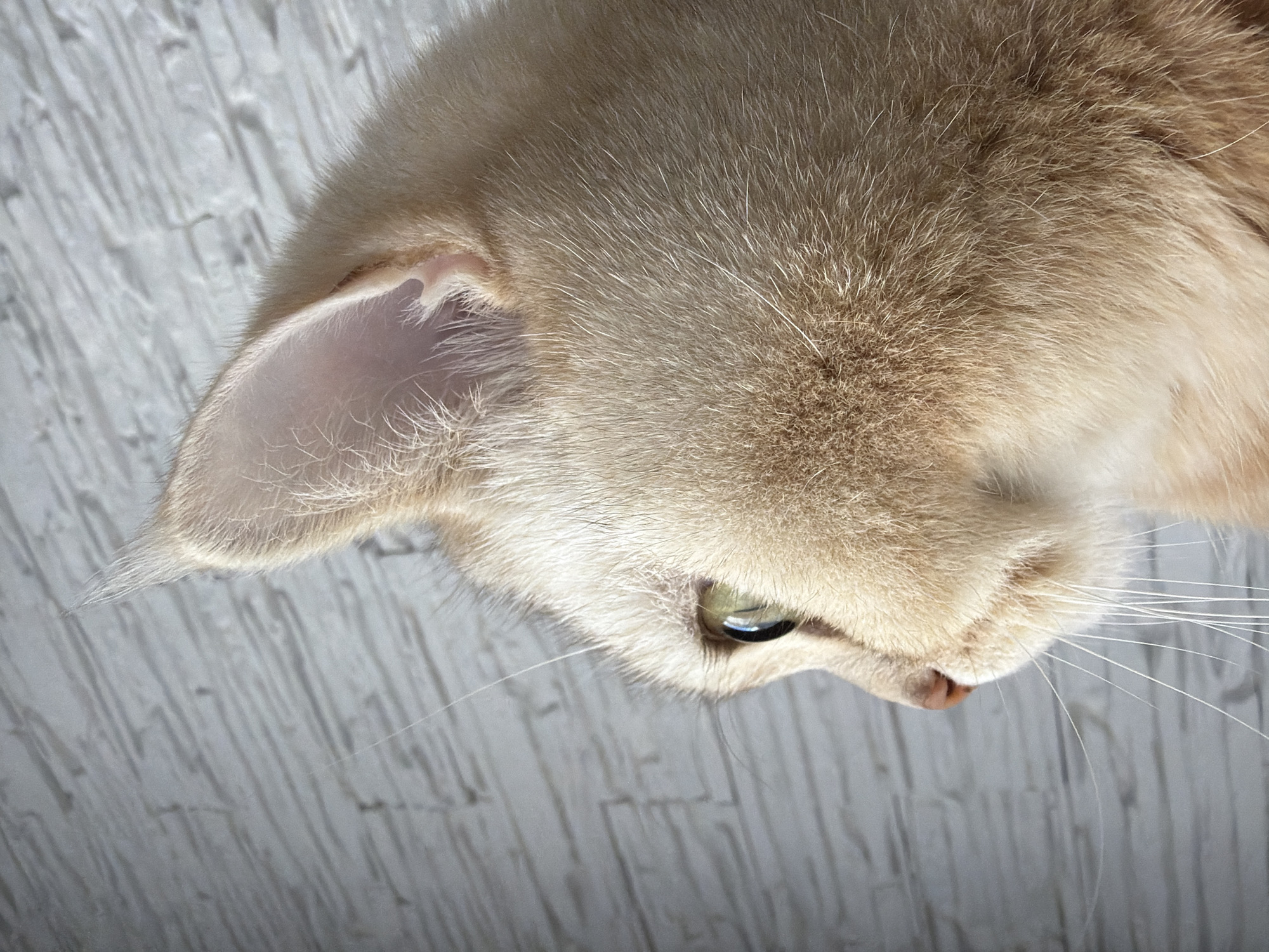 A close-up profile shot shows the head of a light-colored cat. The cat's ear is alert and pointed upwards, and its green eye is looking to the left. The cat has a short, light-colored coat with a lighter underside. Its whiskers are long and white. The background is a textured, light-colored wall that appears to be made of brick or stone, with subtle horizontal lines. The lighting suggests natural light coming from the left, casting soft shadows on the cat's face and highlighting the texture of its fur. The image appears to be taken indoors.