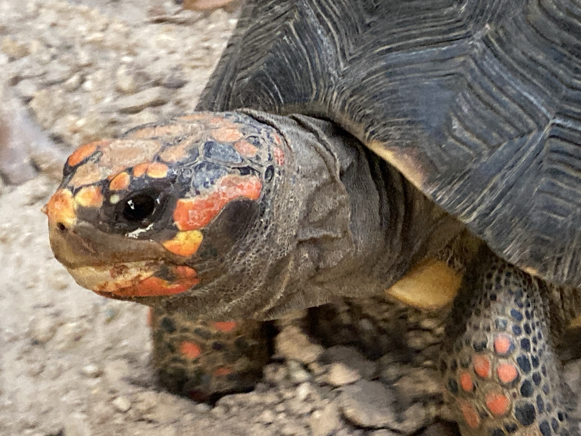 The image depicts a Red-footed tortoise in an outdoor setting, possibly Tinaquillo, Venezuela. The tortoise has a dark gray and black shell and grayish-brown skin with orange and yellow markings on its head and legs. The ground is covered with gravel and small stones.