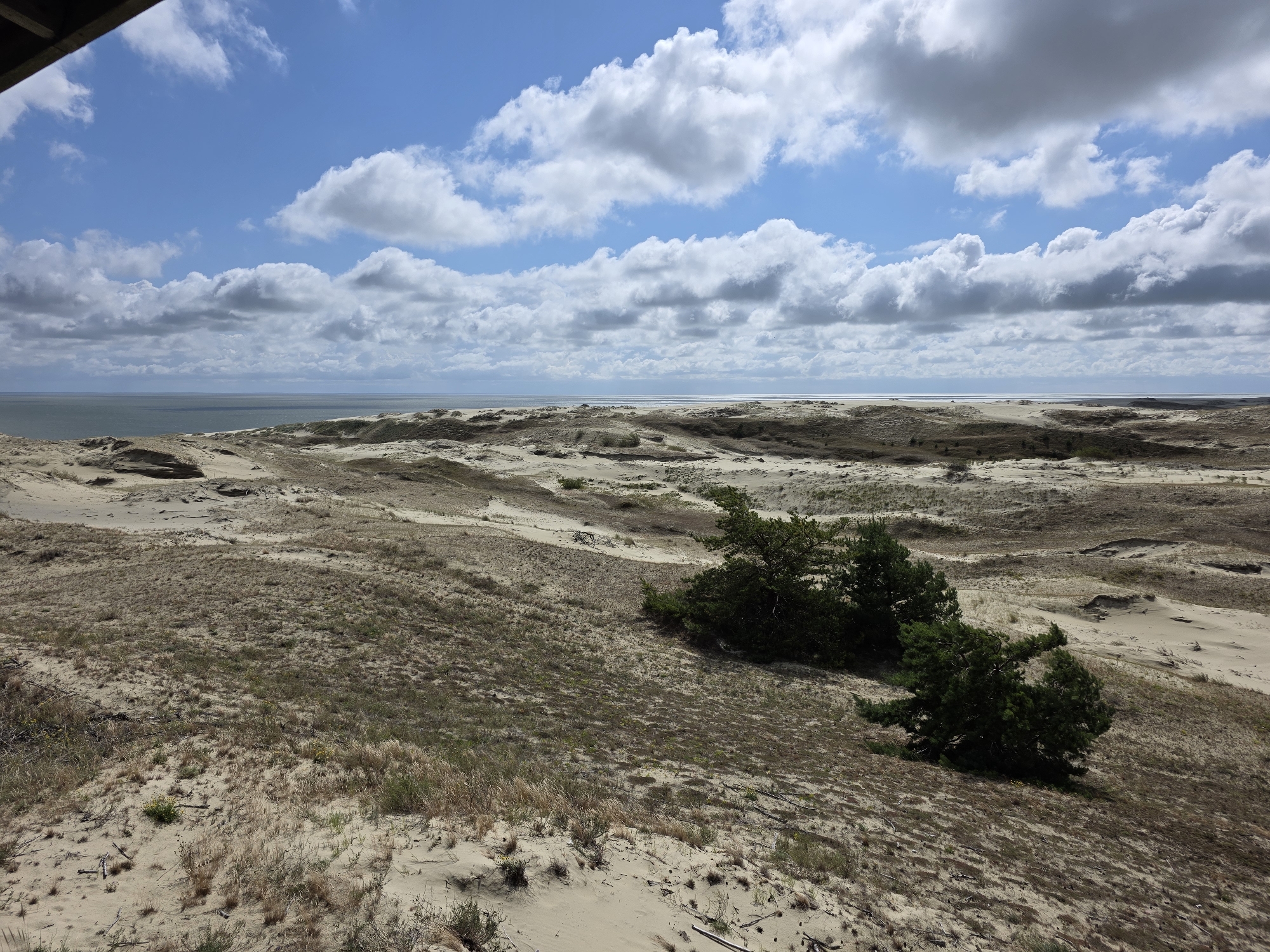 The image shows a vast, undulating sand dune landscape under a partly cloudy sky. The dunes are covered in sparse, dry grass and low-lying vegetation. In the middle ground, a cluster of green pine trees stands out against the sandy terrain. In the distance, a calm body of water, likely the Baltic Sea, stretches to the horizon, meeting the sky. The scene is characteristic of the Curonian Spit, a UNESCO World Heritage site located in Kaliningrad Oblast, Russia, near the city of Morskoe. The perspective is from a slightly elevated viewpoint, possibly from a wooden observation deck or elevated pathway, indicated by a dark wooden structure visible in the upper left corner of the frame. No people are present in the image. The environment is natural and appears to be a protected coastal area known for its unique dune formations.
