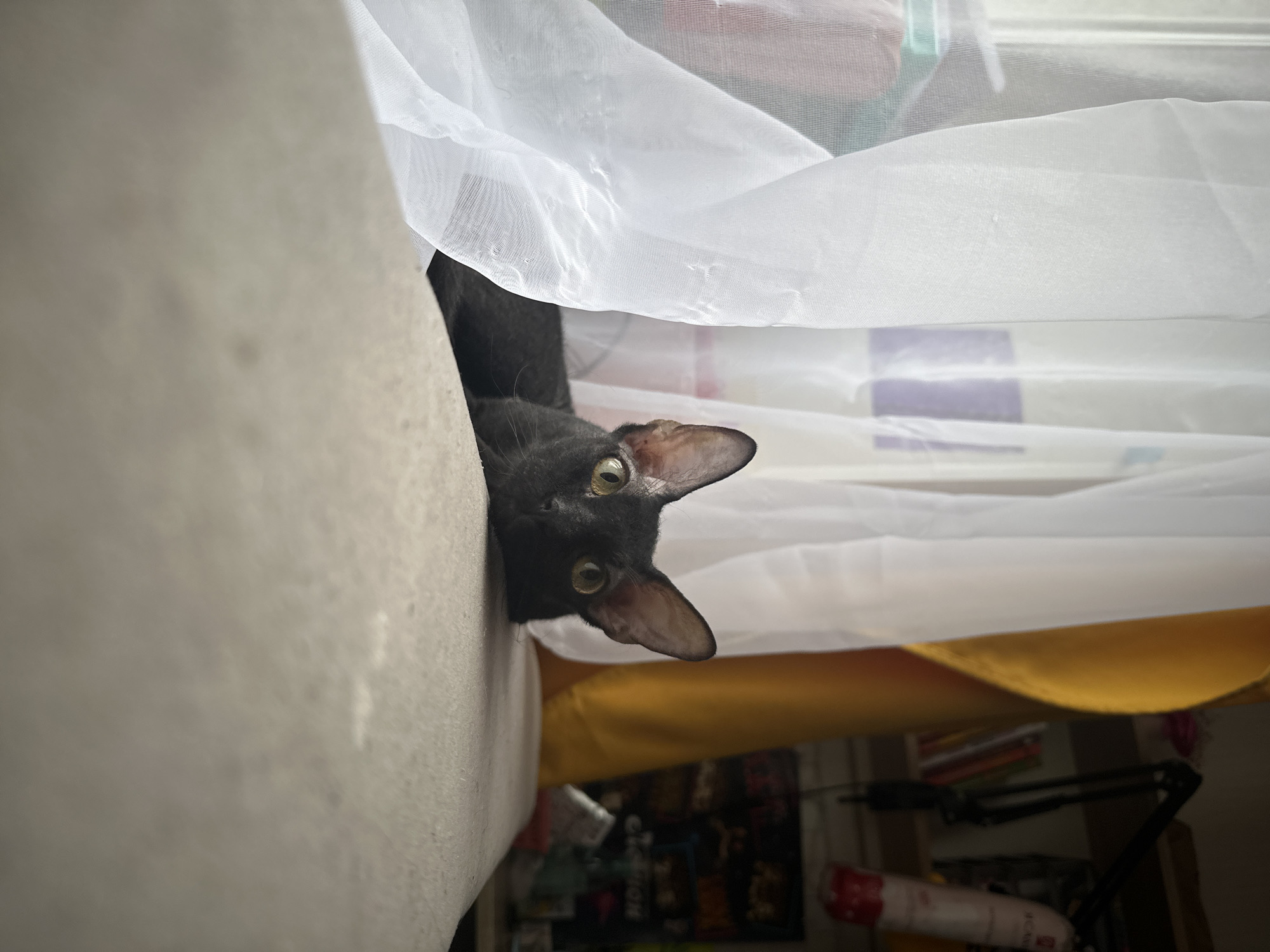The image shows a black cat with striking green eyes and large, pointed ears, peering directly at the viewer from an upside-down orientation. The cat's head emerges from behind a light-colored, textured surface, likely a sofa or upholstered furniture, which occupies the left side of the frame. White, translucent curtains drape across the top and right, partially concealing the background and framing the cat's face.
The cat appears curious and alert, its gaze focused outwards. Its body is largely hidden by the furniture and curtains. Soft, diffused daylight filters through the curtains, indicating it is daytime. In the blurry background, a glimpse of golden-yellow fabric is visible, along with various household items. These include a red and white spray can, on which the text "CANN" is partially legible, and what appears to be a black articulated desk lamp. The scene takes place indoors, within a domestic environment, possibly in Chaikovsky, Russia. The overall impression is one of playful observation by the cat from its hidden perch.