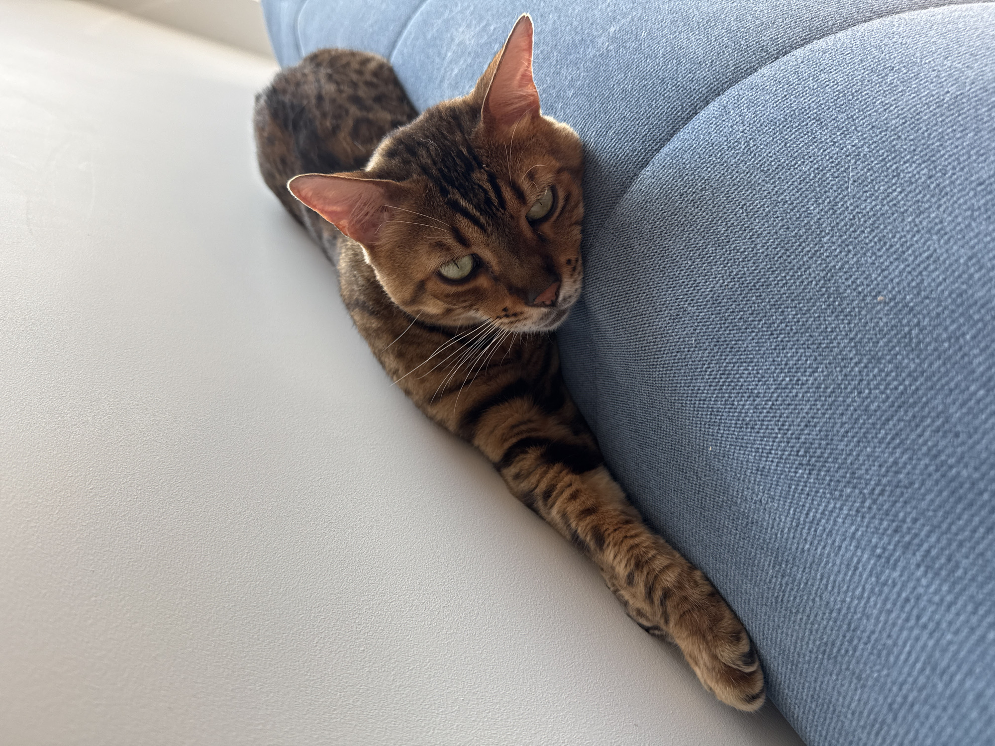A Bengal cat with brown and black spotted fur is resting on a blue sofa. The cat is lying on its side, with its front paws stretched out to the left and its head resting on the sofa. The cat's eyes are open and it appears to be looking at the camera. The background is a white surface, possibly a table or floor. The scene is well-lit, suggesting it is daytime. The cat's relaxed posture suggests a comfortable and peaceful moment.
