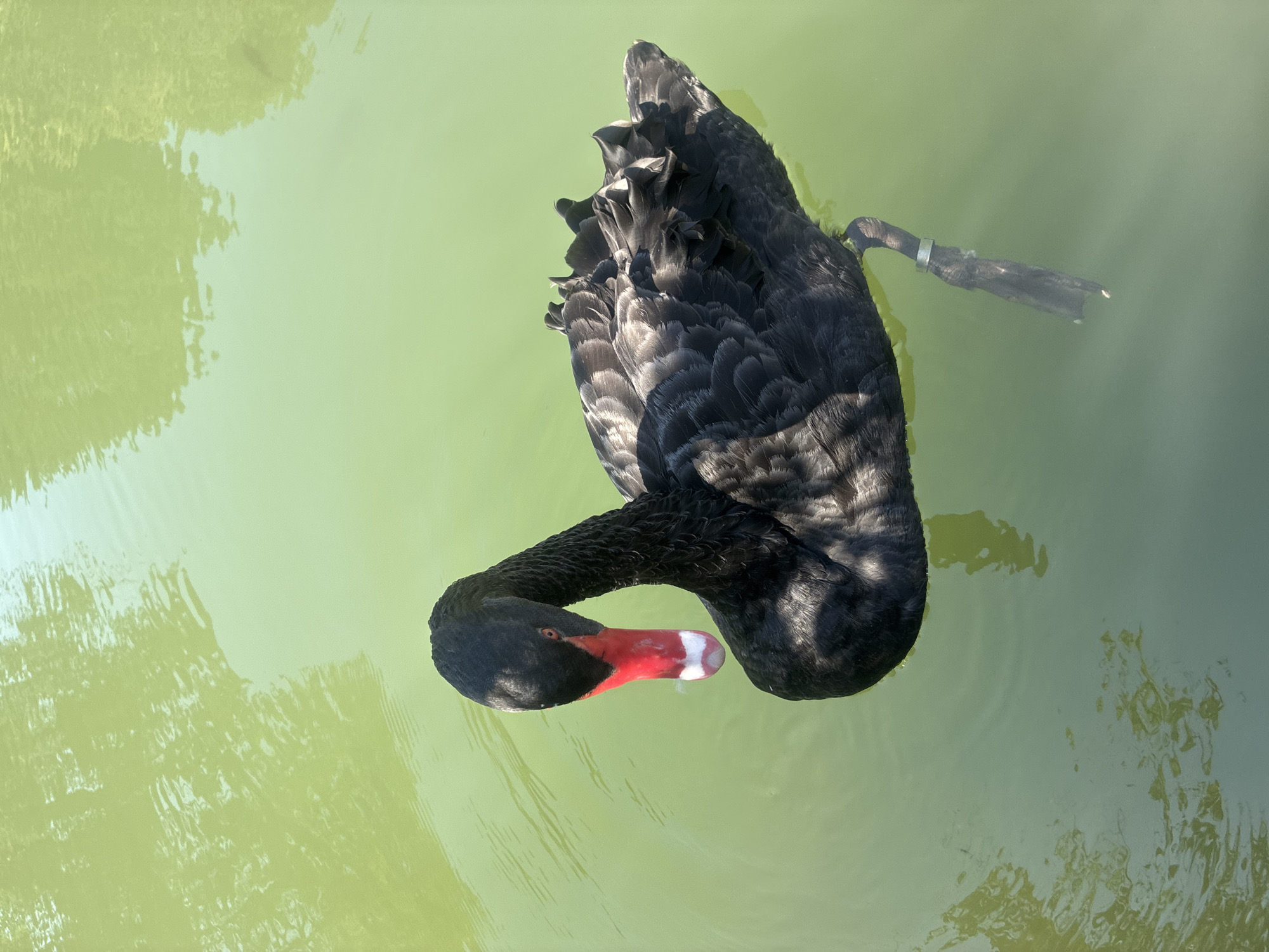 A black swan with a red and white beak floats on the surface of a green body of water. The swan is facing to the left with its head slightly bowed. Its black feathers are ruffled and the water around it is calm with ripples. The swan's left leg is visible below the water, adorned with a silver ring. The image appears to be taken outdoors on a sunny day. The exact location within the city of Sochi, Russia, is not discernible from the image alone.