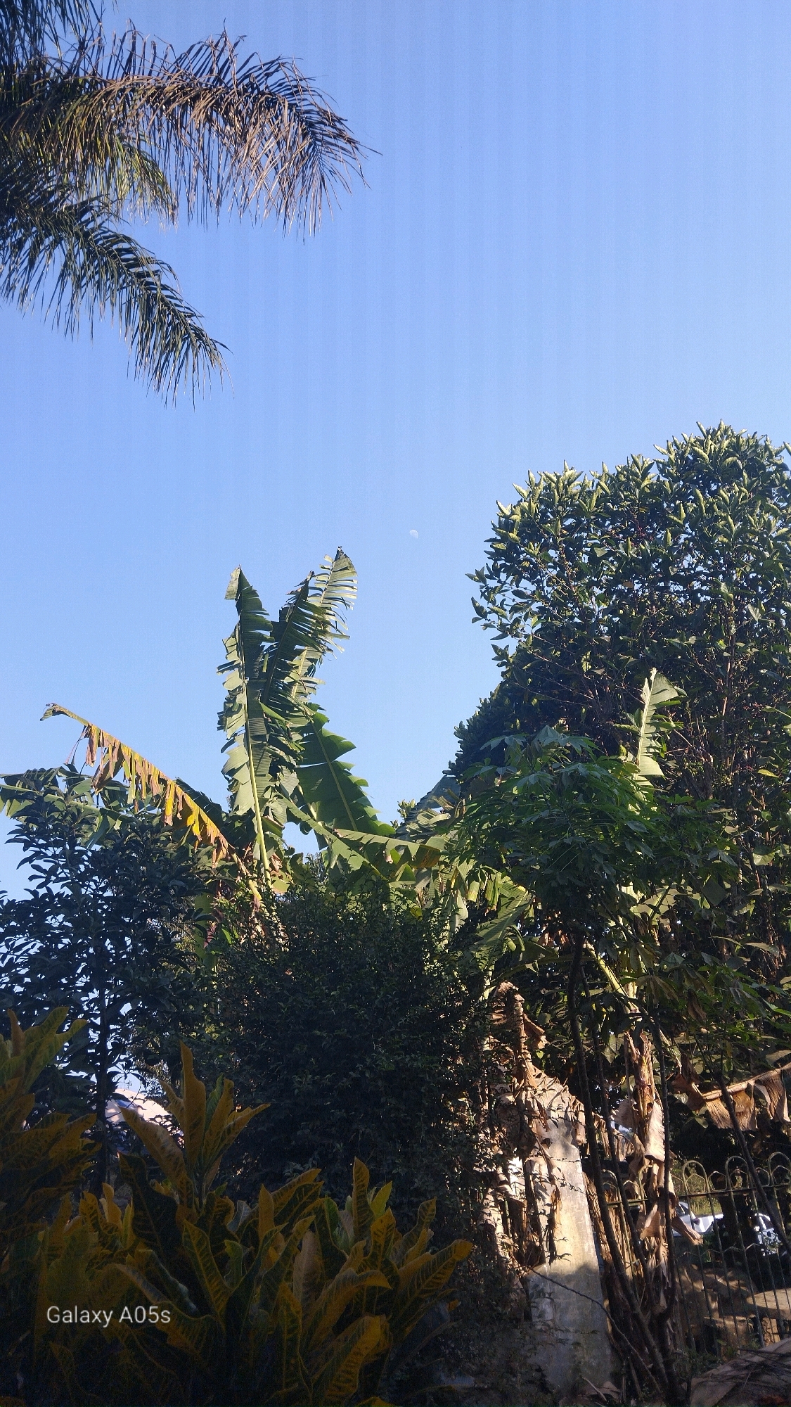 The image depicts a bright, clear sky with a few scattered clouds, providing ample natural light. The foreground is dominated by lush green vegetation, including palm fronds, banana leaves, and other tropical plants. The foliage is dense, suggesting a natural or semi-natural environment. In the background, a faint crescent moon is visible in the sky. The overall impression is one of a serene outdoor setting. There are no people or animals visible in the image, and no specific objects or structures are clearly identifiable as man-made, aside from a faint hint of a metal fence in the lower right corner. The scene is likely located in an area with a tropical climate, given the presence of palm trees and banana plants.