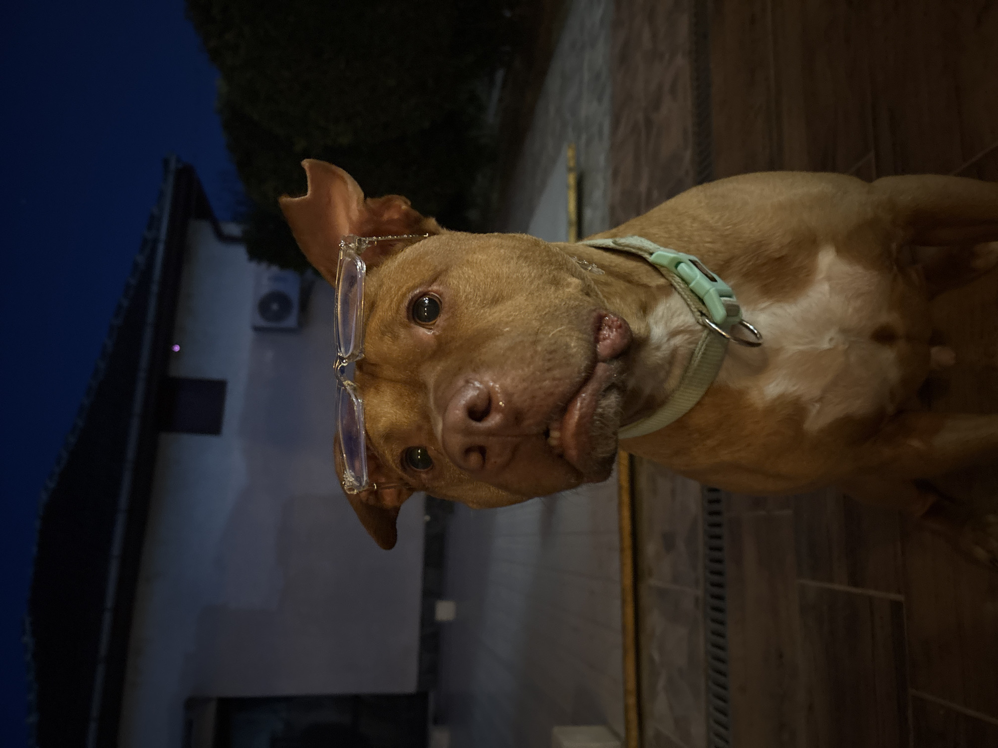 A brown pit bull dog wearing glasses and a light green collar is pictured outdoors at night. The dog is looking towards the camera with its head tilted. The background includes a building with an air conditioning unit and a dark, blurred sky. The location is Lom, Bulgaria. The ground appears to be tiled.