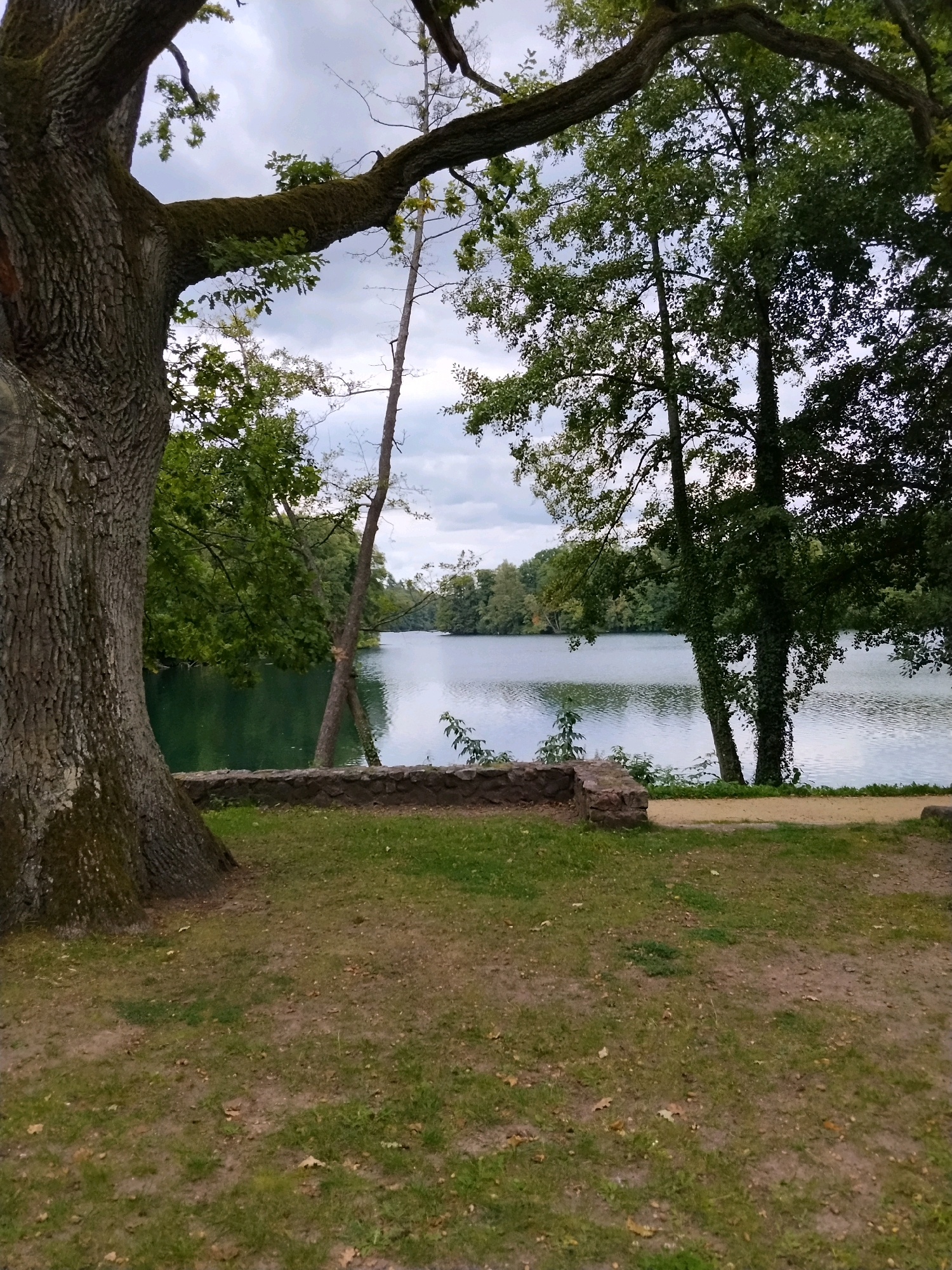 The image shows a serene lakeside scene, likely in Łagów, Poland, given the context. In the foreground, a large, gnarled tree trunk dominates the left side, its bark rough and textured, partially covered in moss. The tree's branches extend upwards and to the right, framing the view.
The middle ground features a body of water, its surface rippled by a gentle breeze, reflecting the overcast sky and the surrounding greenery. A low, stone wall runs horizontally across the image, separating the grassy bank from the water's edge. Beyond the water, a dense line of trees forms a natural barrier, their leaves a rich green. The sky above is cloudy, with a muted, diffused light.
The ground in the foreground is a mix of grass and bare earth, scattered with a few fallen leaves. A dirt path is visible to the right of the stone wall, leading into the distance. The overall atmosphere is tranquil and natural, suggesting a peaceful outdoor setting. There are no people or animals visible in the image, and no discernible actions or interactions are taking place. The scene is static, focused on the landscape's natural beauty.