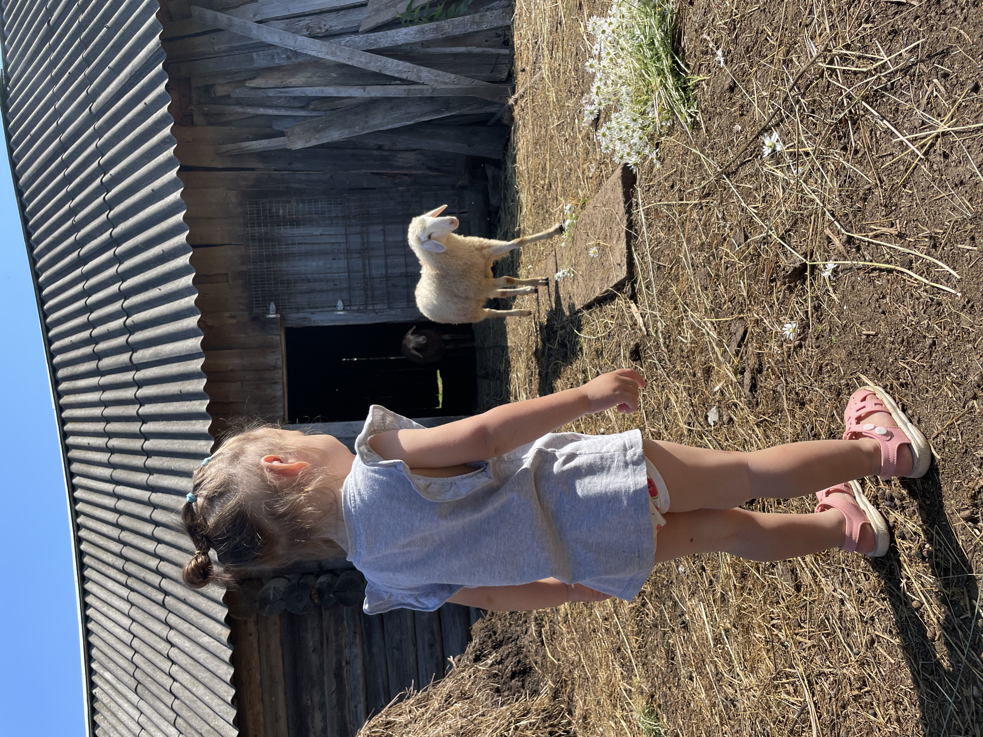 A young girl wearing a grey t-shirt and pink sandals stands in a farmyard, facing away from the camera. She is looking at a white sheep walking on a wooden plank. Behind the sheep is a rustic wooden barn with a corrugated roof. A haystack is visible to the left of the barn. The ground is covered with dry straw and dirt. A bouquet of small white flowers is on the ground to the right. The sky is clear and blue. This scene is likely located in the rural area of Sya-Mozhga, Russia.