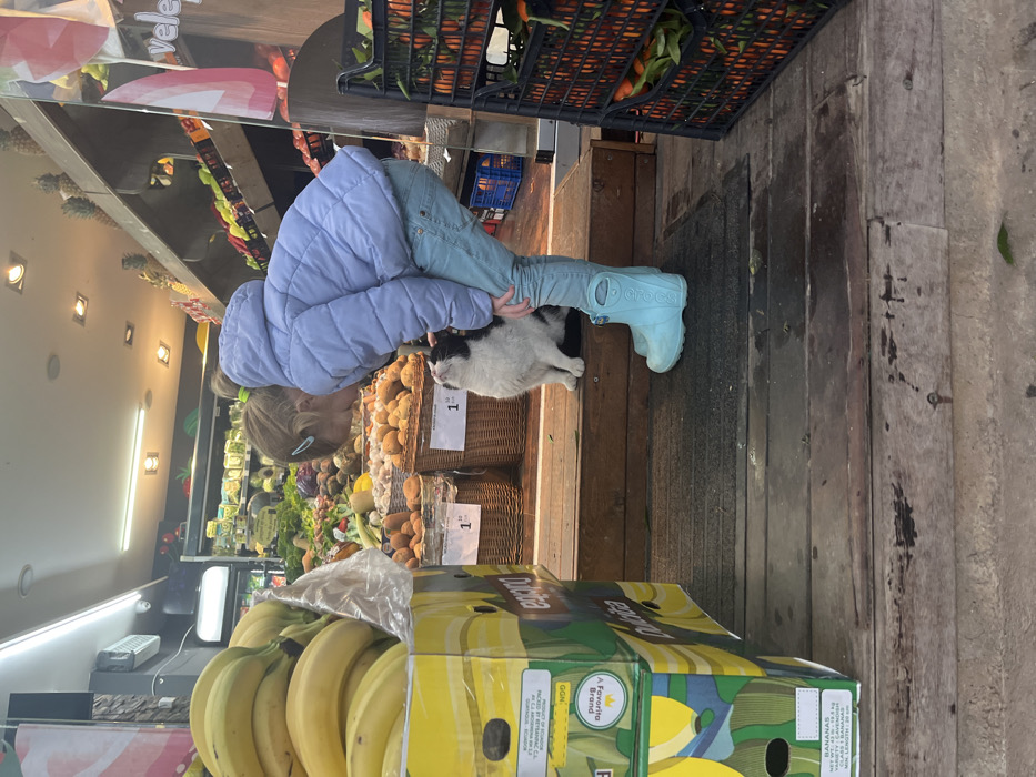 The image depicts a heartwarming interaction between a young girl and a black and white cat within what appears to be a fruit and vegetable market stall or a small grocery store in Budva, Montenegro. The scene is brightly lit, suggesting it is daytime.
The primary subject is a young girl with blonde hair, wearing a light blue puffer jacket, light blue jeans, and light blue Crocs boots. She is bent over, gently looking at or possibly petting a black and white cat that sits calmly beside her. The cat is of medium size with distinct fur patterns and appears relaxed and accustomed to its surroundings.
The setting is characterized by an abundance of fresh produce. In the foreground on the left, a stack of bananas is visible in a cardboard box, partially labeled "Dole" and "Favorite Brand." Further into the stall, various fruits and vegetables are displayed in rustic wicker baskets and black plastic crates. Items such as mandarins or oranges, garlic, potatoes, and leafy greens are identifiable. Price tags, showing "1" (likely representing 1 Euro), are visible in some baskets. The flooring consists of wooden planks, transitioning to a darker mat and possibly an outdoor surface, suggesting the stall is either open-fronted or at the entrance of a shop. The girl's footwear clearly displays the "Crocs" brand name. The overall atmosphere is one of local commerce and a charming, casual interaction between a child and an animal.