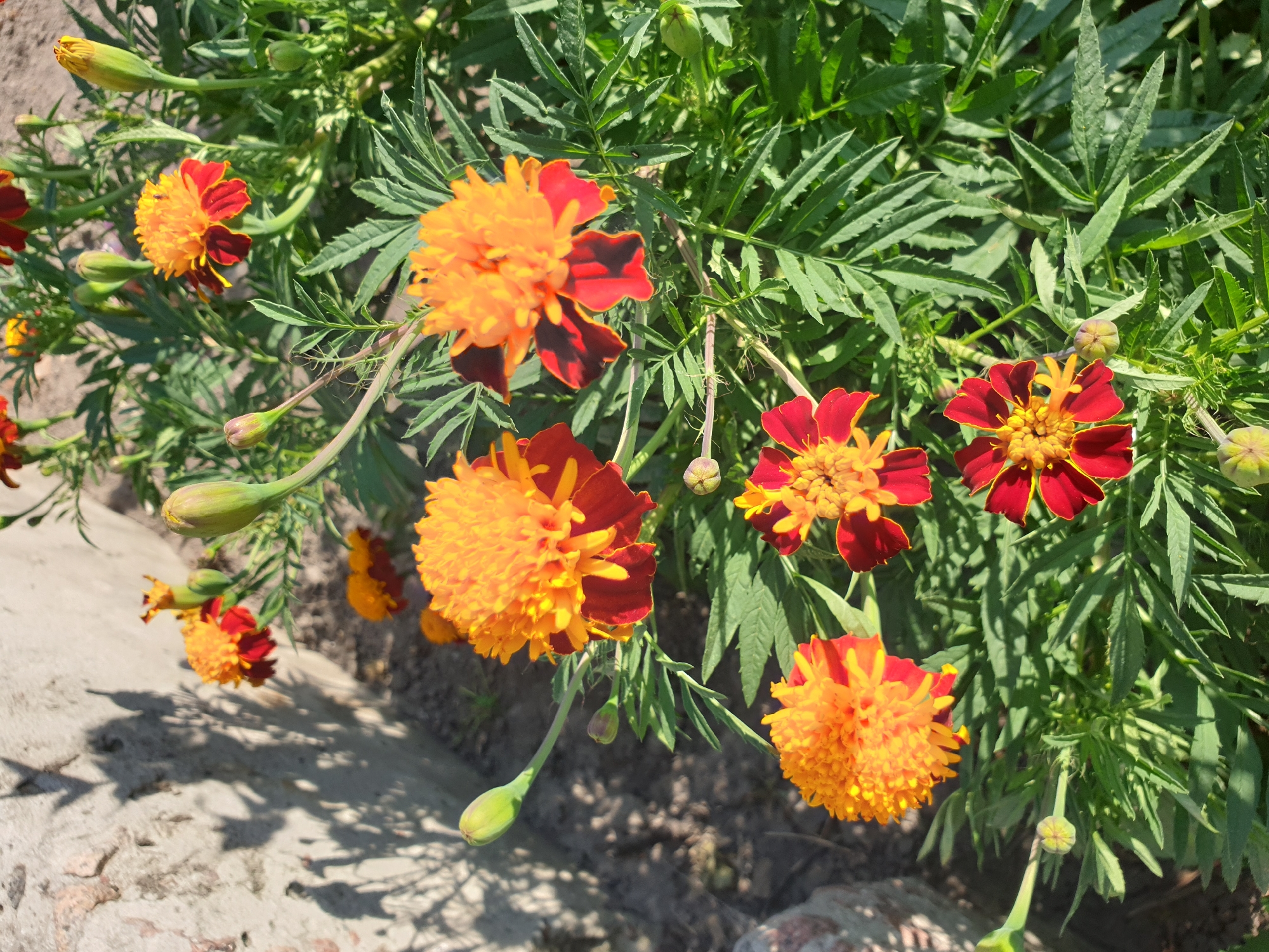 This image captures a close-up view of vibrant marigold flowers in bloom, likely in a garden setting. The flowers display a striking combination of bright orange and deep red petals, with some buds also visible. The plants are characterized by their feathery green foliage. In the background, a rough, textured concrete surface casts distinct shadows of the marigold plants, suggesting a sunny outdoor environment. The scene is situated in Lozovyi Yar, Ukraine, indicating a specific geographic context for this botanical display. The image is shot from a high-angle perspective, looking down upon the flowers.