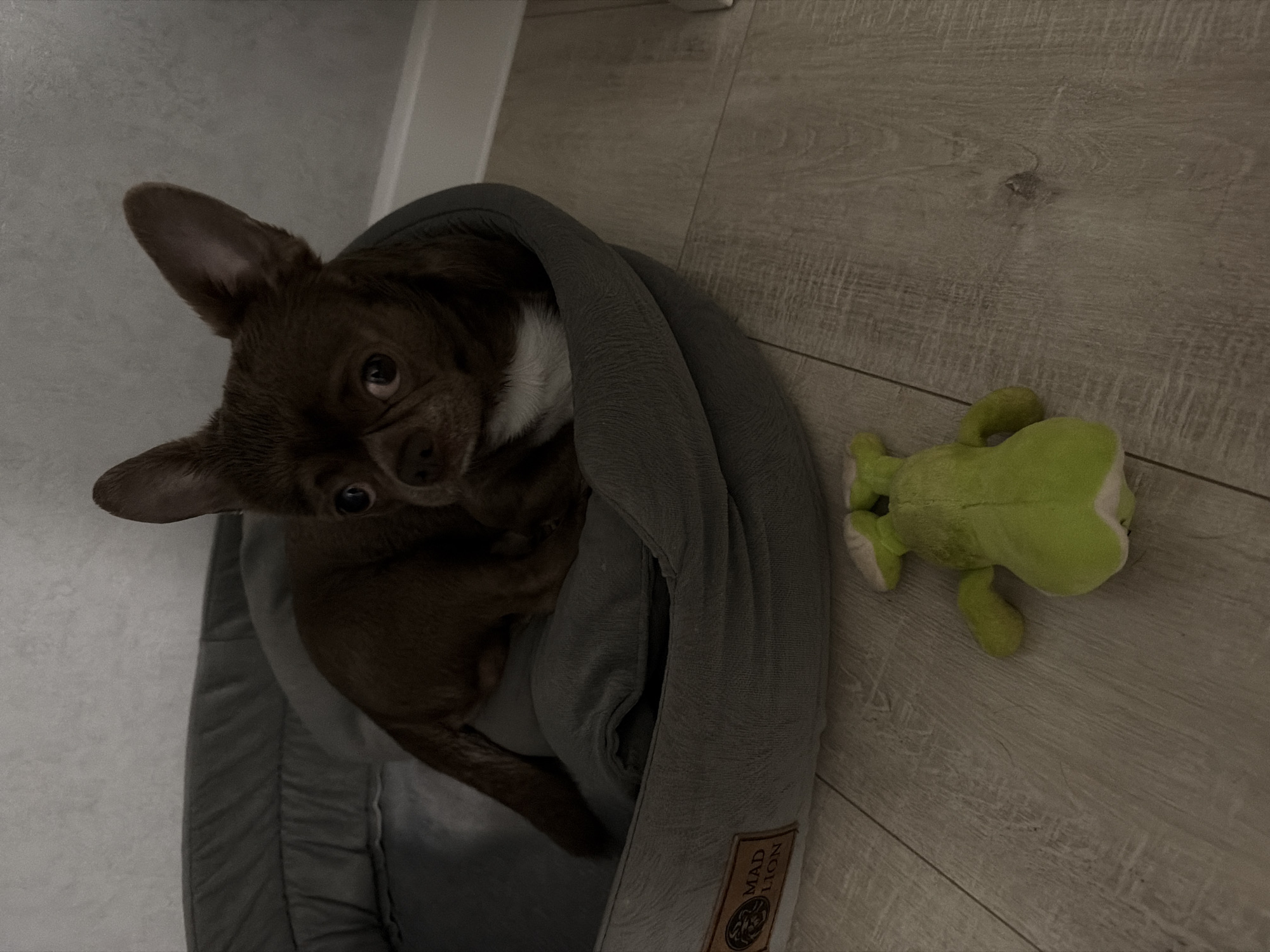 A brown chihuahua dog with white markings on its chest is curled up in a gray dog bed. A stuffed green frog toy is laying on the wooden floor beside the dog bed. The photo appears to be taken indoors. The location in Votkinsk, Russia, is unknown.
