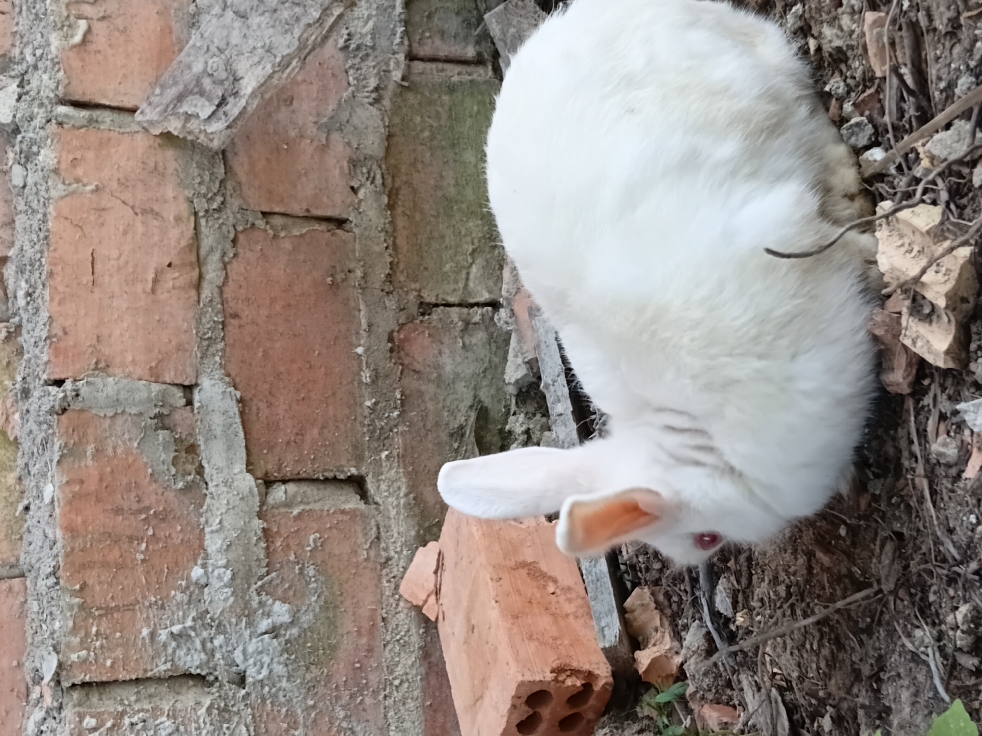 A white rabbit with red eyes is resting on the ground in front of a brick wall. The rabbit is facing away from the camera, with its head turned to the left, revealing its left ear and the inside of its right ear. A broken brick lies to the left of the rabbit, with holes visible. The ground is covered in dirt, leaves, and small rocks. The brick wall behind the rabbit is made of reddish-brown bricks and appears old and weathered. The scene is located in Margo Rukun, Indonesia.