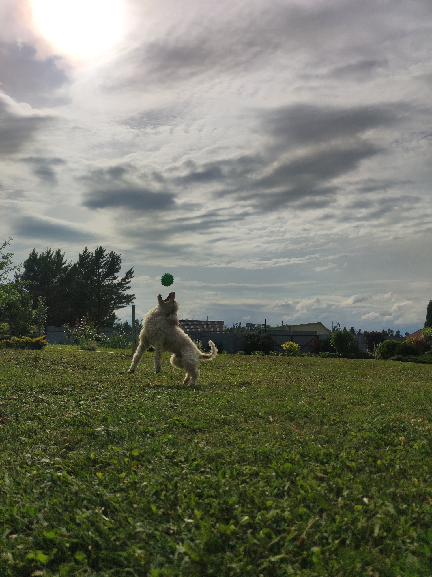 The image shows a fluffy, light-colored dog in mid-air, attempting to catch a small green ball in a grassy backyard. The dog is positioned in the center of the frame, with its front legs extended upwards and its mouth open. The ball is slightly above and in front of the dog's head. The background consists of a large expanse of green grass, a line of trees and bushes, some houses in the distance, and a cloudy sky with the sun peeking through. The image appears to be taken during the day in an outdoor setting, possibly a suburban or rural area. There is no visible indication of the city of Фоки, Russia in this image.