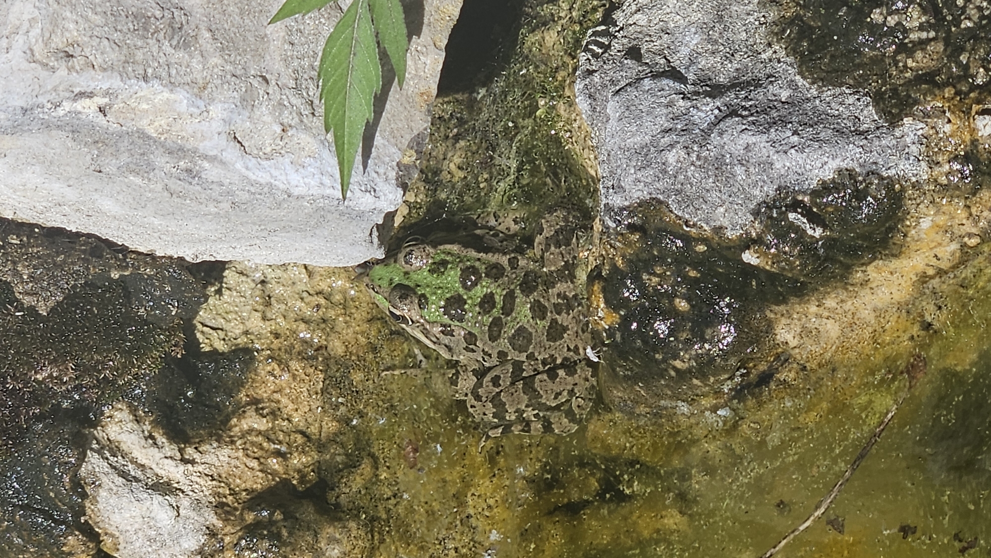 The image shows a top-down view of a frog with green and brown mottled skin resting on wet, mossy rocks and shallow water. The frog is centrally located in the frame. The environment appears to be a natural setting with rocks, water, and vegetation. The image does not contain any specific information that would allow for its location in Novomikhaylovsky, Russia.