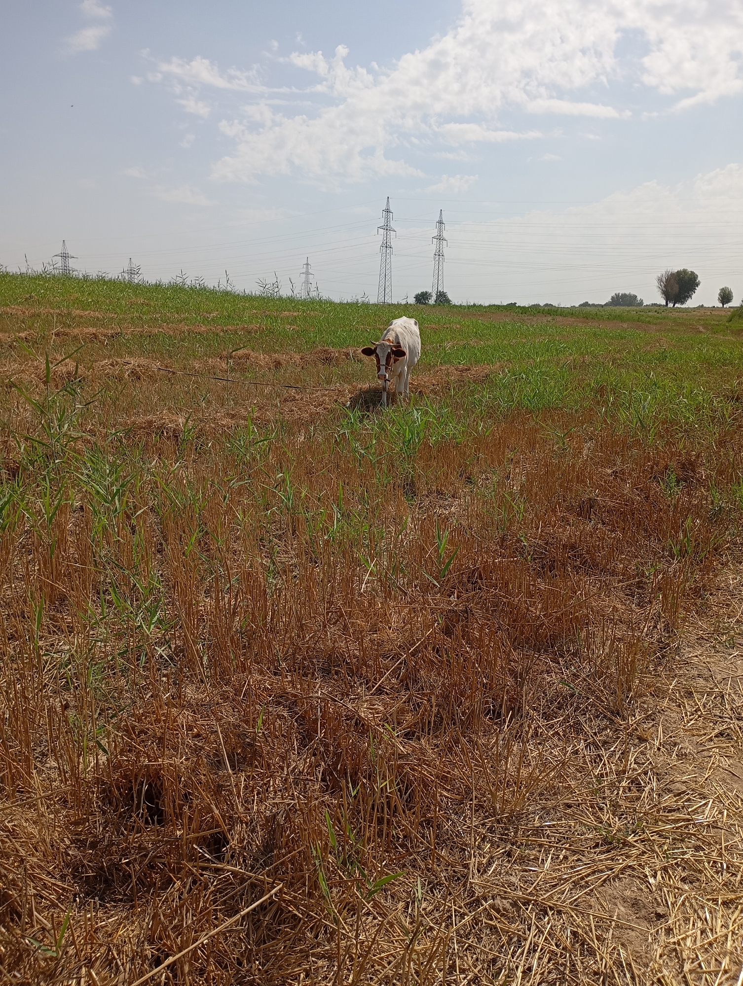An outdoor, eye-level, full shot captures a young, light-colored cow with brown markings standing in a dry, harvested field. The cow is positioned in the center-left of the frame and is looking directly at the viewer. Its head is tilted slightly, and its ears are perked. The field is covered in dry, golden straw with patches of green grass growing through it. In the background, a few electrical transmission towers and power lines are visible against a bright, cloudy sky. The horizon is lined with a few scattered trees. The scene appears to be located in a rural or agricultural area, consistent with the outskirts of Mirzo Ulugbek, Uzbekistan.