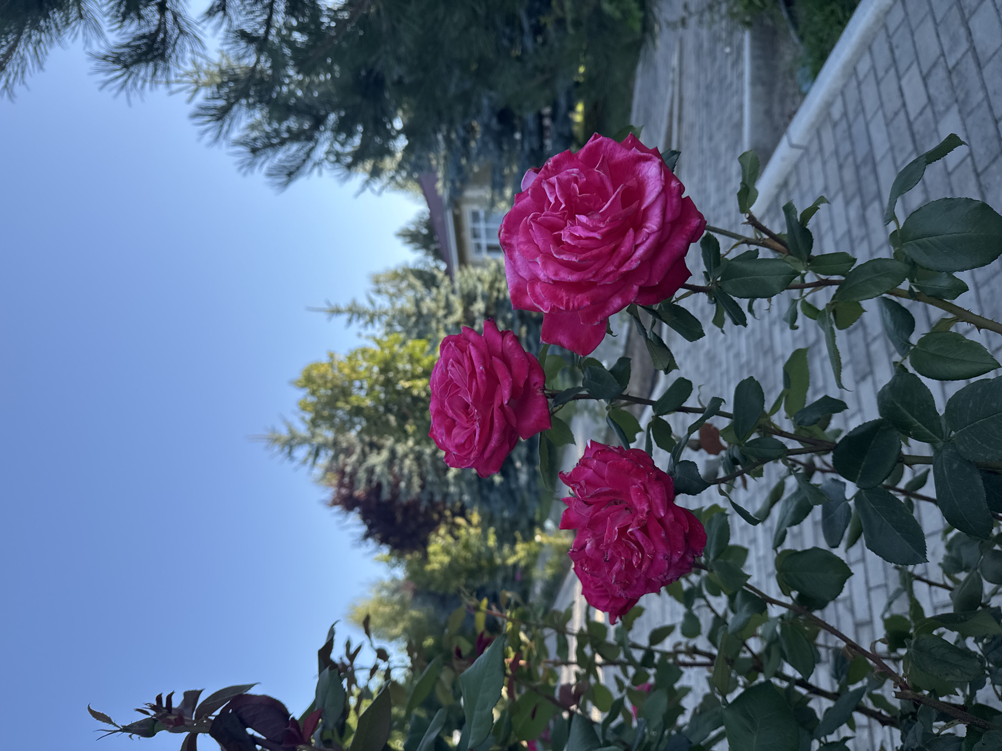 Three vibrant pink roses are in focus in the foreground of this outdoor photograph, positioned on the left side of the frame. The roses are in various stages of bloom, with intricate layers of petals visible. Their stems and green leaves are clearly defined. Behind the roses, a paved walkway constructed of grey interlocking bricks leads into a garden setting. The background features lush greenery including various trees, some with dark red foliage and others with green needles, suggesting a coniferous presence. A light-colored building with a red roof is partially visible amidst the trees, indicating a residential or park-like environment. The sky above is a clear, bright blue. The scene is set in the city of Sary-Oy, Kyrgyzstan, characterized by its natural surroundings and a tranquil atmosphere.