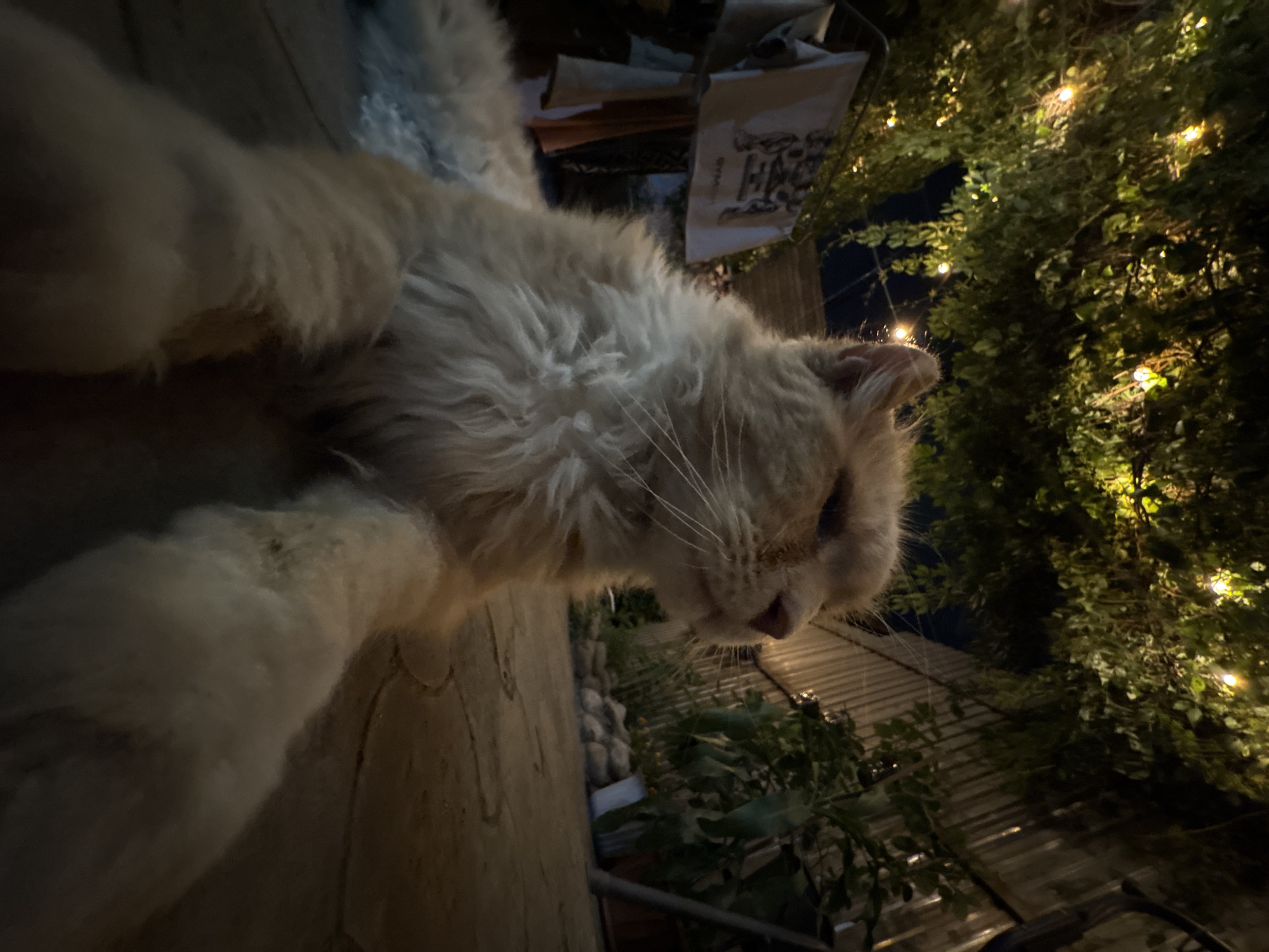 A ginger and white cat with long fur is lying on a stone patio. The cat is in the foreground, looking off to the right. Behind the cat, a clothesline with several pieces of clothing is visible on the left, and a wooden fence and plants are on the right. String lights are draped over foliage overhead, casting a warm glow on the scene. The setting appears to be a backyard or courtyard, possibly in Almaty, Kazakhstan, given the request. The lighting suggests it is evening or night.