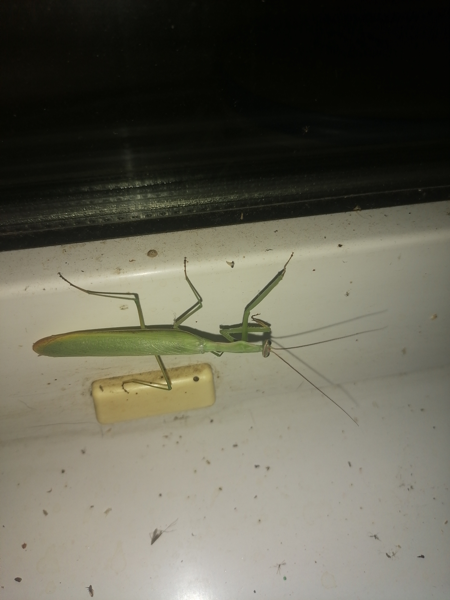 A green praying mantis is positioned horizontally on a white surface. The mantis is facing left, with its body elongated and its forelegs raised in a predatory stance. Its head is visible, and long antennae extend forward. The surface appears to be a windowsill or ledge, with some dirt and debris scattered around. Behind the mantis is a dark, textured background, possibly a window frame or a darkened area. A small, rectangular, light-colored object is partially visible beneath the mantis's abdomen. The overall lighting is dim, casting shadows. The scene is located on a windowsill in an urban environment, specifically in Novopokrovka, Russia.
