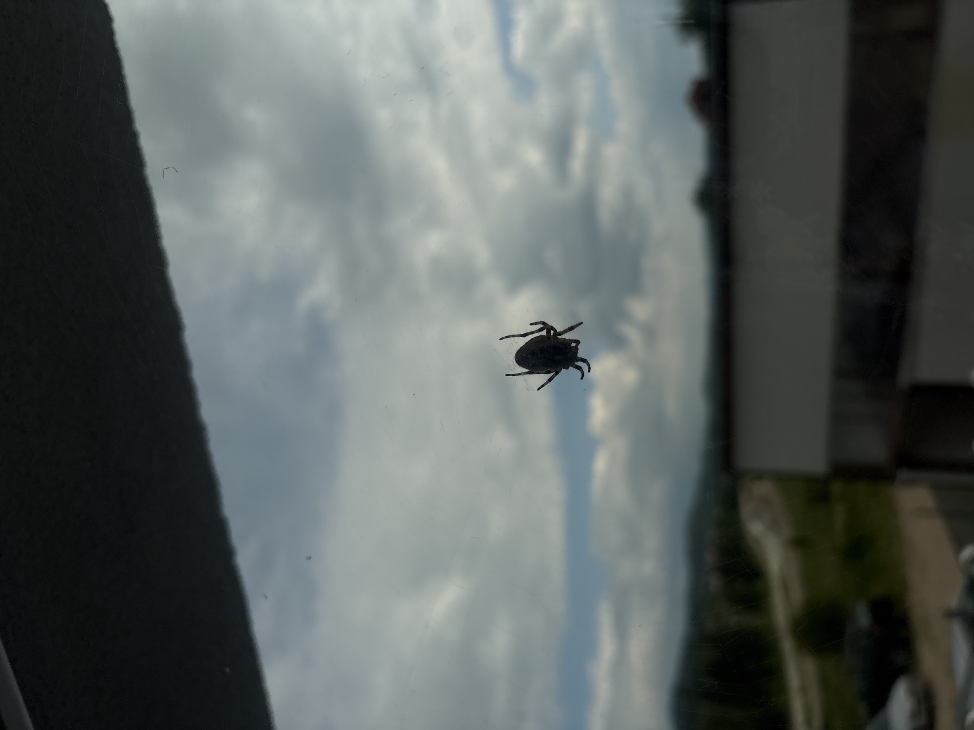 A tick is visible on a glass surface. Outside the glass, the image shows a cloudy sky and some indistinct green vegetation. Based on the metadata, this photo was taken in Panagyurishte, Bulgaria.