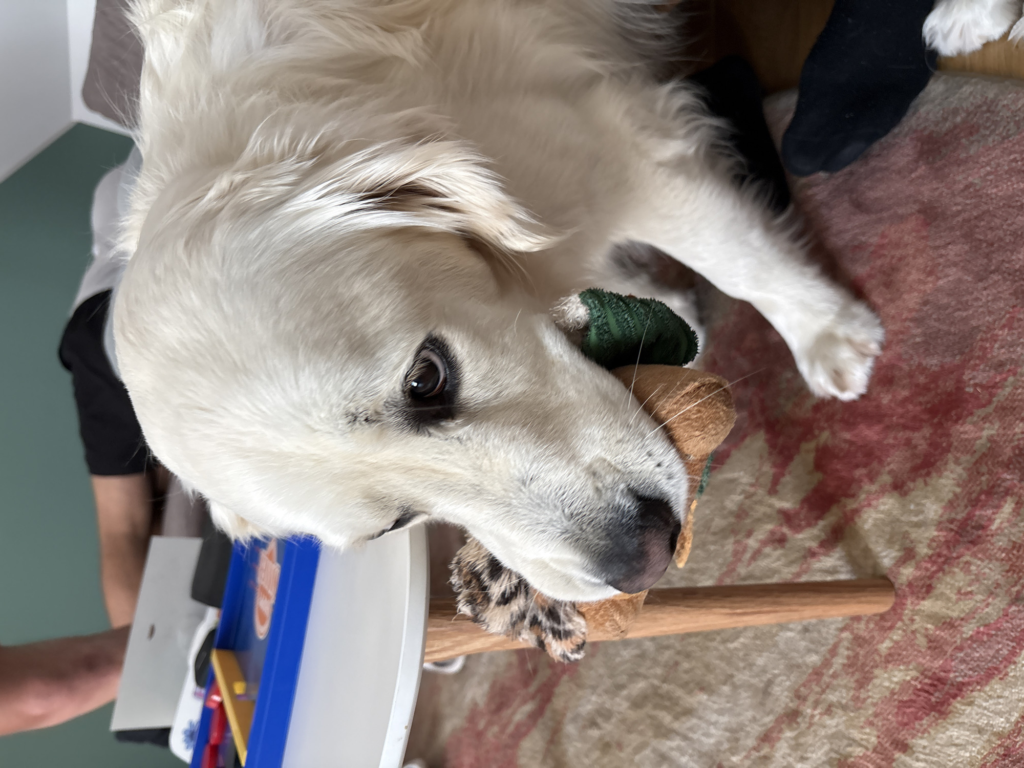 A large, white, long-haired dog, possibly a Golden Retriever or similar breed, is the central subject of this close-up, high-angle shot. The dog is lying down, looking intently towards the camera with its dark eyes. It gently holds a brown, plush toy with leopard-print accents in its mouth. A green bandage or fabric wrap is visible on the toy itself, or perhaps around the dog's paw or leg near the toy.
The setting appears to be indoors, likely a home environment. The floor is covered by a patterned rug featuring shades of red, beige, and off-white. To the left, a person's arm and leg are partially visible, along with a light green wall and a white piece of furniture or an object. On this object, there's a blue plastic item with some yellow details and partially visible, illegible text. To the right, a black sock is visible on the rug, suggesting another person or part of the dog's owner. A wooden dowel or stick is positioned near the dog's mouth and the toy. The lighting is soft and natural, highlighting the dog's thick white fur. The image is oriented with the dog's head to the left side of the frame.