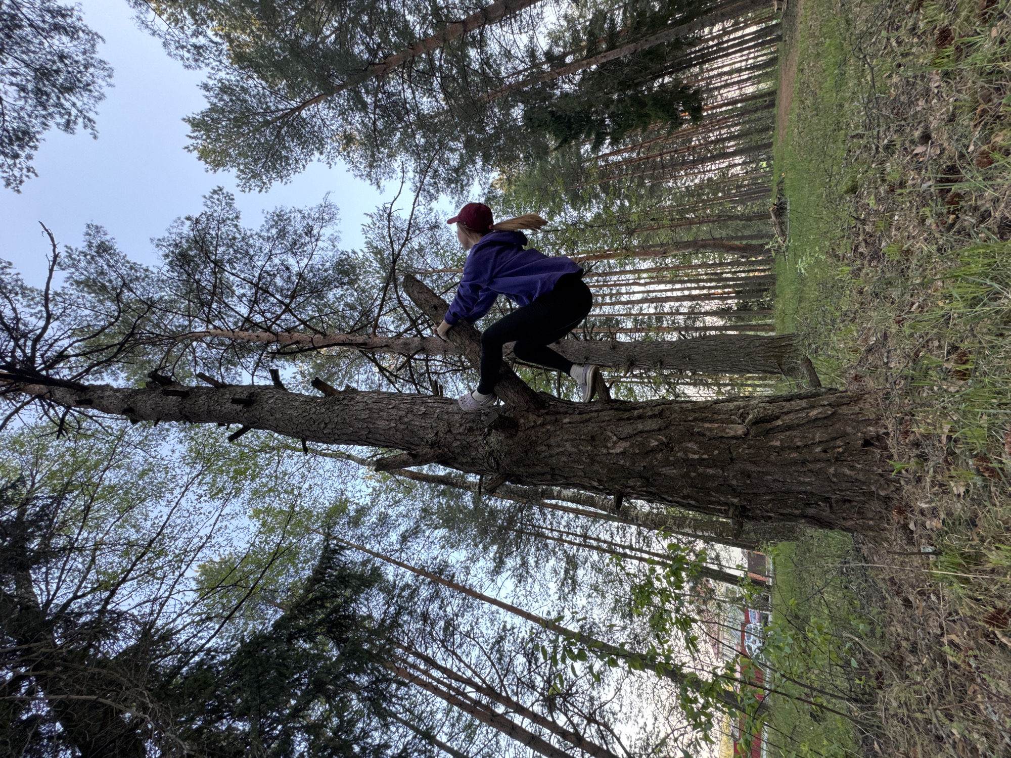 A young woman wearing a maroon cap, purple jacket, and dark leggings is perched on a thick, leaning tree trunk in a wooded area. She is wearing white sneakers and her blonde hair is pulled back. The view is from below, looking up at the tree and the woman. Tall, slender trees surround the main tree, and the sky is visible through the canopy. Green grass and some foliage are visible on the ground. In the background, hints of buildings and vehicles suggest the edge of a residential area. Based on the location provided, this scene is likely in or near Прикамский, Russia.