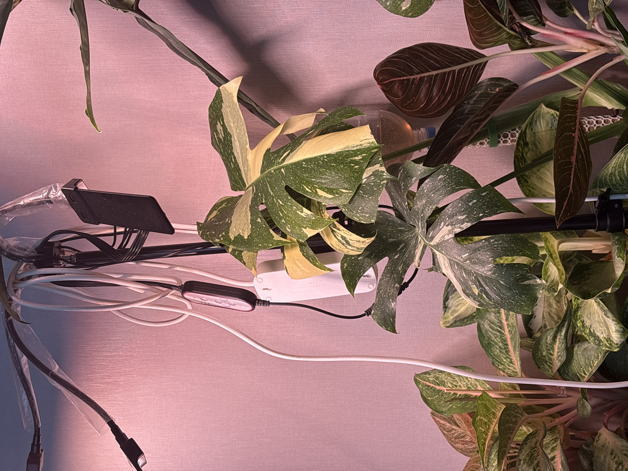 The image shows a close-up of several houseplants, primarily a variegated Monstera and an Aglaonema, illuminated by a pinkish light. Various wires and a black pole are also visible, suggesting a setup for indoor plant care or growth. The background is a textured pink wall. No people or discernible actions are present. The location is identified as Mikhaylovsk, Russia.