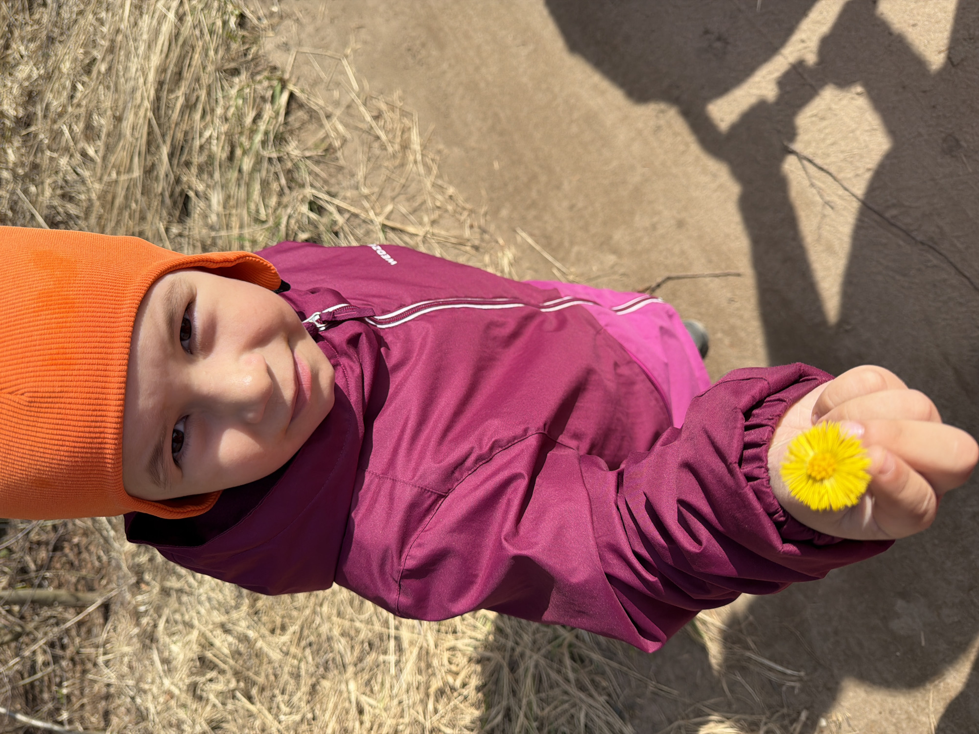 The image features a young child captured from a top-down perspective, outdoors in Chaikovsky, Russia. The child, likely a toddler or preschooler, is wearing a bright orange knit beanie and a two-toned magenta and purple jacket, with the brand name "WEDZE" visible on the collar area. The child's head is slightly tilted, and they are looking directly at the camera with a neutral and observant expression.
In their right hand, the child is holding up a vibrant yellow flower, consistent with a dandelion or coltsfoot, suggesting a moment of discovery or an offering. The background consists of dry, light brown grass or weeds on the left, transitioning to a dirt path on the right. Distinct shadows are cast on the dirt path, indicating a bright, sunny day, likely during the morning or afternoon. One prominent shadow appears to be that of a person, possibly the photographer, and another more complex shadow suggests a nearby tree or structure. The scene portrays a simple, sweet moment of childhood interaction with nature.