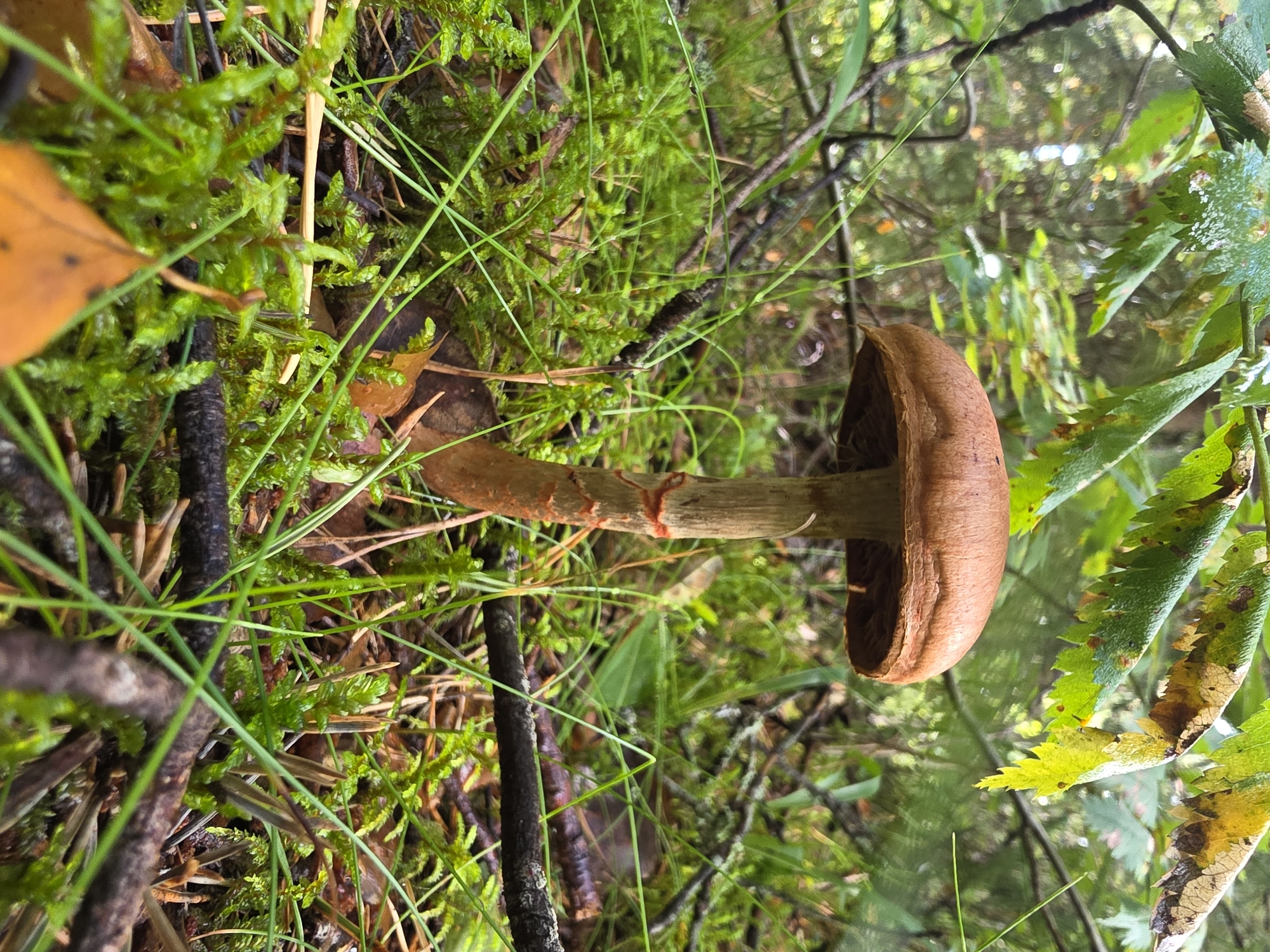 A single mushroom with a brown cap and stem stands in a forest environment. The mushroom is the central subject of the image. The stem is thick and has a reddish-brown hue, with some texture visible. The cap is convex and a lighter shade of brown than the stem. The mushroom is surrounded by lush green moss and various blades of grass. Several dark brown twigs and branches are scattered on the forest floor, and some fallen brown leaves are also present. In the background, out of focus, are the trunks of trees and green foliage, indicating a dense wooded area. The lighting suggests it is daytime, with soft light filtering through the canopy. There are no people or animals visible in the scene. The environment appears to be damp, as indicated by the wetness on the leaves in the upper part of the frame. The location is described as Koloskovo-2, Russia.
