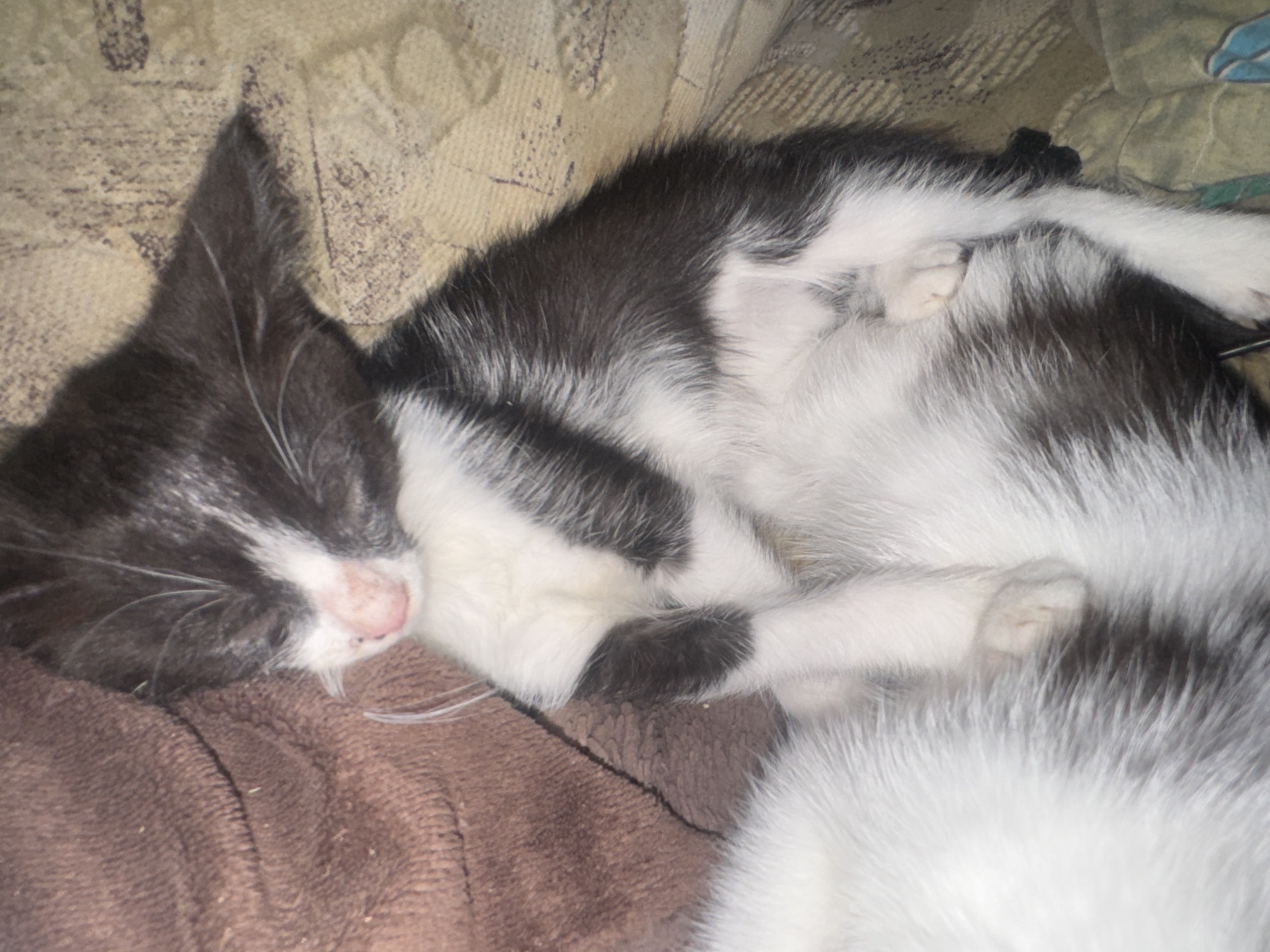 A black and white kitten is sleeping curled up on a patterned surface. The kitten is lying on its back with its head tucked in. A brown fuzzy blanket is behind and to the left of the kitten. The kitten's nose is pink, and its fur is short and soft. The image does not provide information about the location in the city of Zaokskiy, Russia.