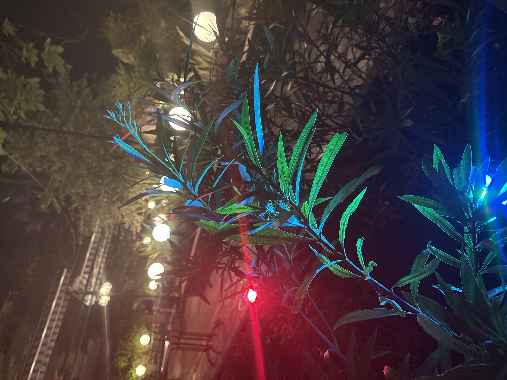 The image presents an outdoor night scene dominated by illuminated foliage and decorative lights. The main subjects are leafy green plants, possibly oleander, with long, narrow leaves. These plants are strikingly lit by vibrant artificial light: a strong blue light emanates from the upper right, casting a cool blue and greenish hue on many of the leaves, while a distinct red light source is visible in the lower center, creating a bright red flare and beam.
Numerous spherical white string lights are interspersed throughout the scene, appearing as soft, out-of-focus orbs that add to the ambient glow. In the blurry background on the left, a distinct structure resembling train tracks or a similar rail system is visible, providing a specific location cue. Other dark, out-of-focus trees and foliage can be seen behind the main illuminated plants. The lighting suggests a decorative or festive atmosphere, likely in a garden, patio, or public park area at night. No people or visible text are present. The scene conveys a tranquil yet vibrant mood created by the interplay of natural elements and colorful artificial illumination.