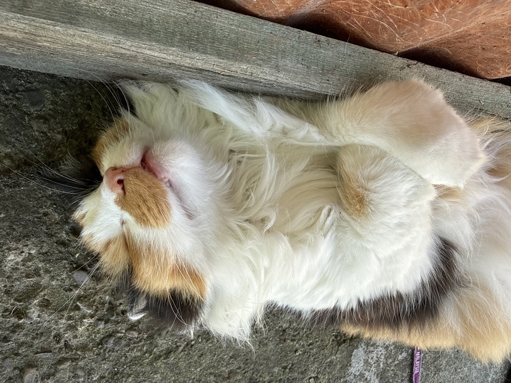An overhead shot shows a calico cat sleeping on its back on a rough, grey surface next to a weathered wooden plank. The cat's fur is predominantly white with patches of orange and brown, and it has long whiskers. Its eyes are closed, and its mouth is slightly open, revealing a pink tongue and teeth. One of its front paws is resting on its chest, and the other is tucked underneath its body. A purple tag with the word "MALAYSIA" printed on it is visible on the cat's left side, partially obscured by its fur. The background consists of the grey ground and the wooden plank, with a reddish-brown textured surface to the right of the plank. The lighting suggests it is daytime.