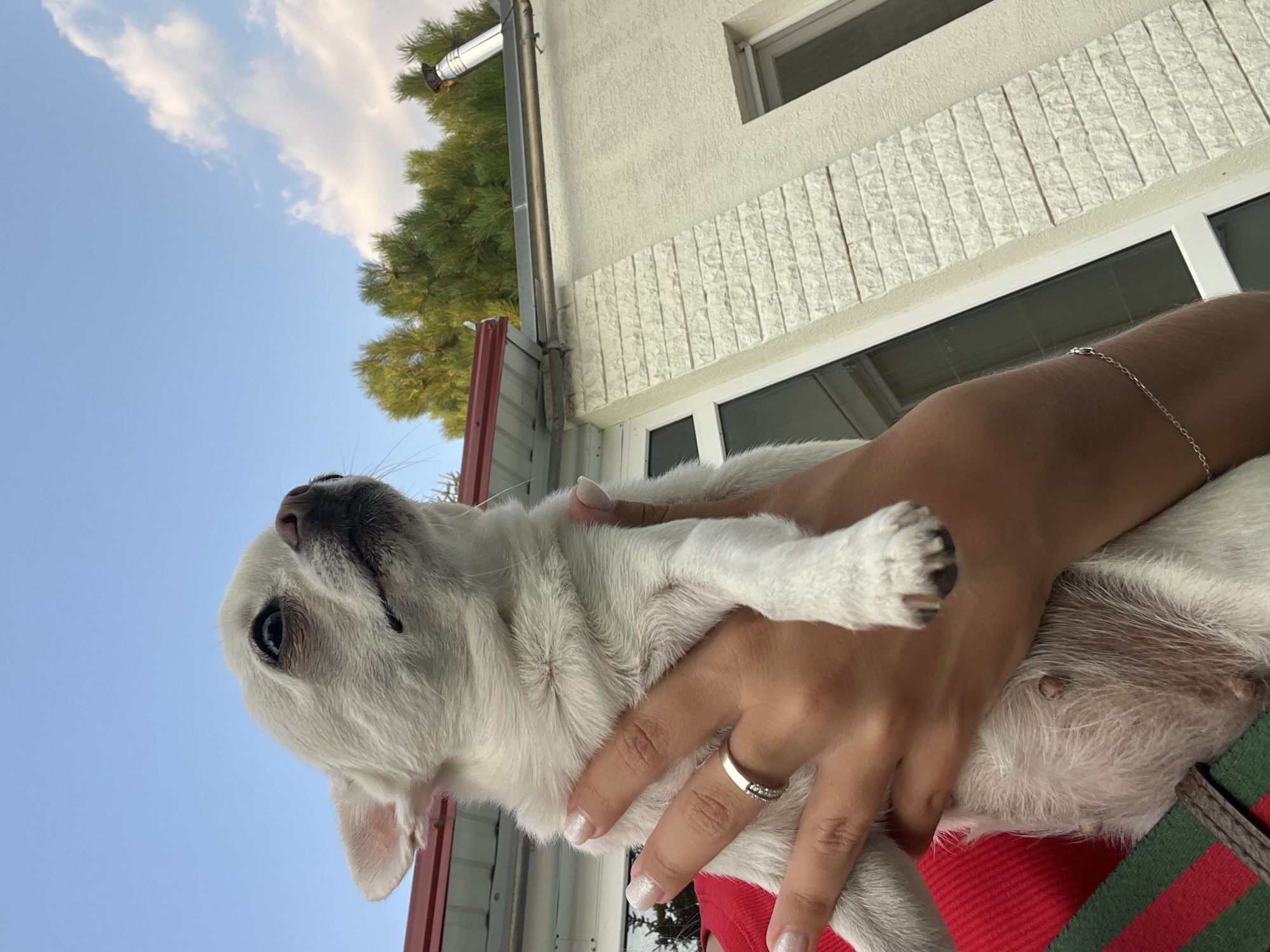 A low-angle, outdoor, eye-level medium shot shows a person holding a small white Chihuahua dog. The dog is facing to the right and looking up. The person's hands are wrapped around the dog, and one hand wears a ring on the ring finger. The dog has a black nose and dark eyes. The person is wearing a red top with green and black stripes. In the background, a light-colored building with a textured wall and several windows is visible. Above the building, there are green trees and a blue sky with white clouds. A metal pipe extends from the roof of the building. The scene appears to be in Fontanka, Ukraine.