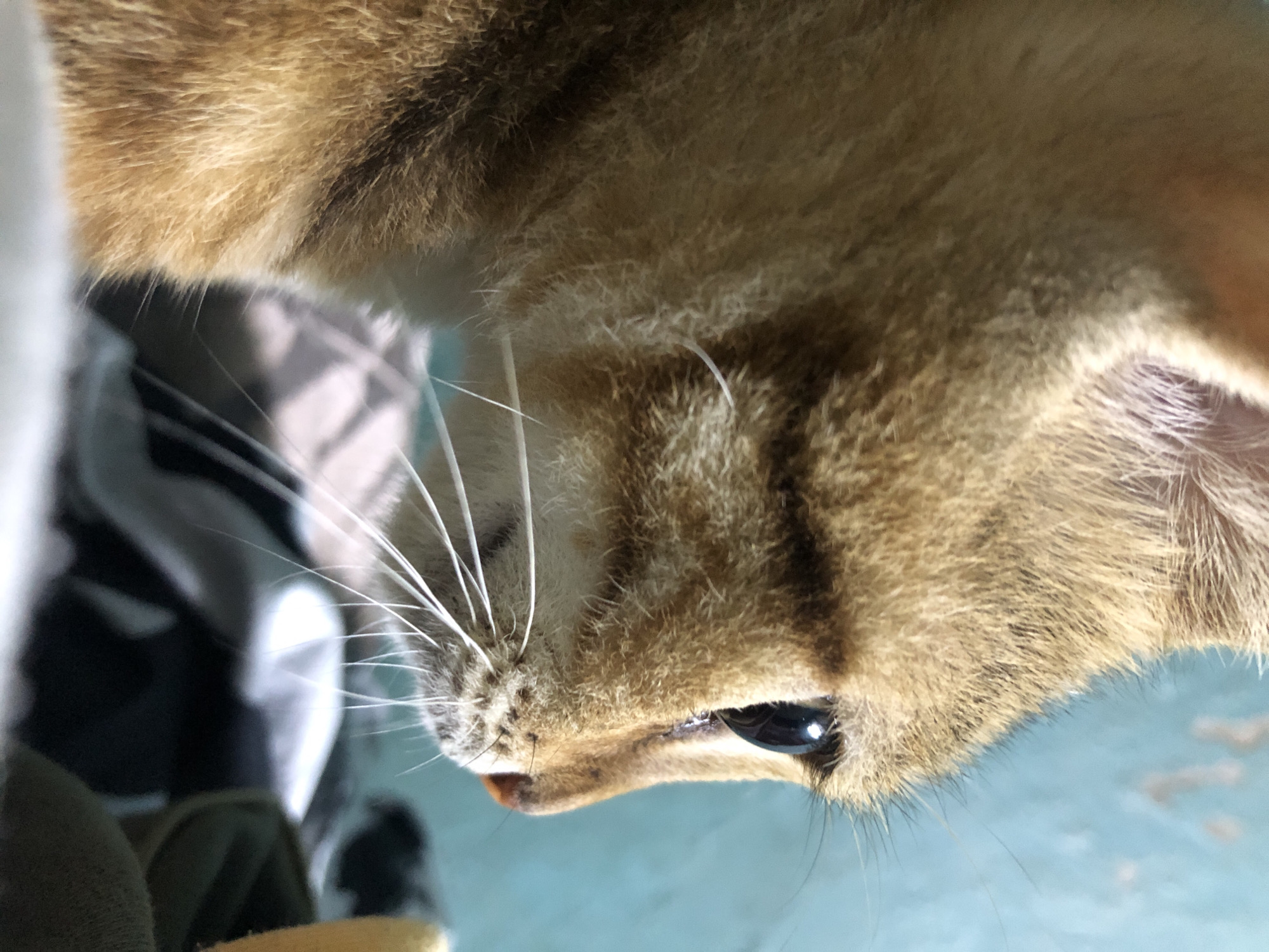 A close-up, profile view captures the right side of an orange tabby cat's face. The cat's fur is a mix of light and dark orange stripes, with some lighter cream-colored fur around its muzzle and under its eye. Its large, dark eye is focused intently to the right, reflecting a bright light source. Long, white whiskers fan out from its muzzle. Behind the cat, the background is blurred, showing a turquoise-colored wall with some lighter patches and a pile of dark and light-colored fabrics. The image appears to have been taken indoors, possibly in a residential setting. There is no indication of the city of Lagos, Nigeria, or any urban environment.