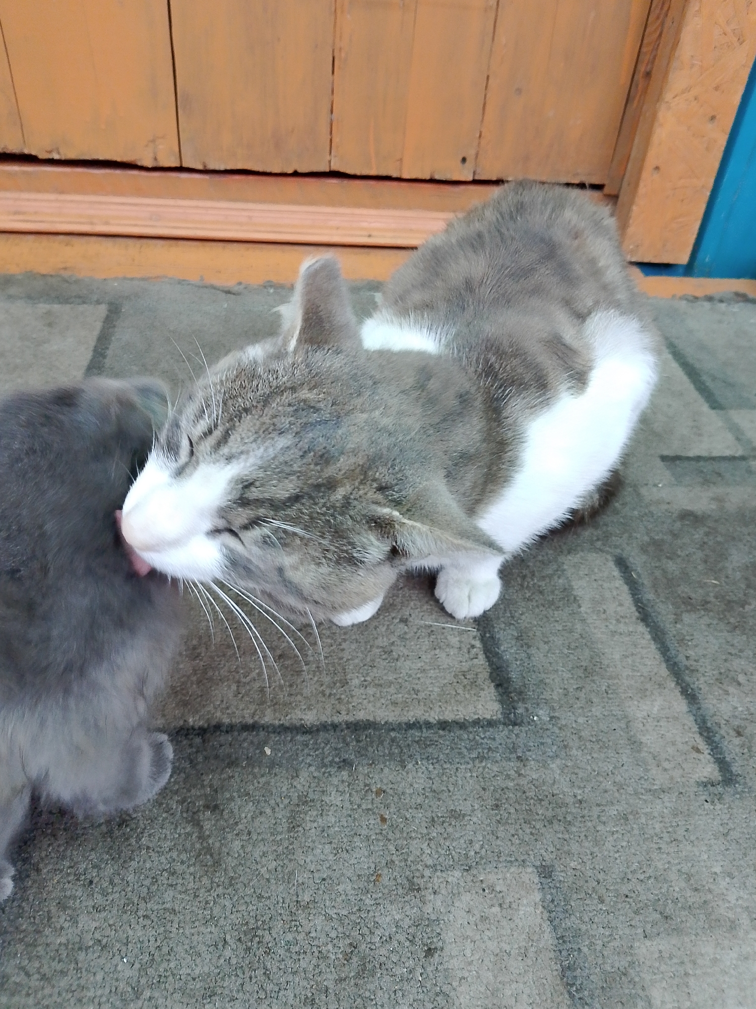 A domestic cat with grey and white fur is grooming a smaller, darker grey cat on a patterned outdoor mat in front of an orange wooden door. The cats are lying down, and the larger cat is licking the head of the smaller cat. The environment appears to be an urban or suburban setting, possibly a yard or entryway. The lighting suggests it is daytime. The scene is calm and intimate, showing a moment of bonding between the two felines. There is no indication of the location being specifically in Закалтус, Russia.
