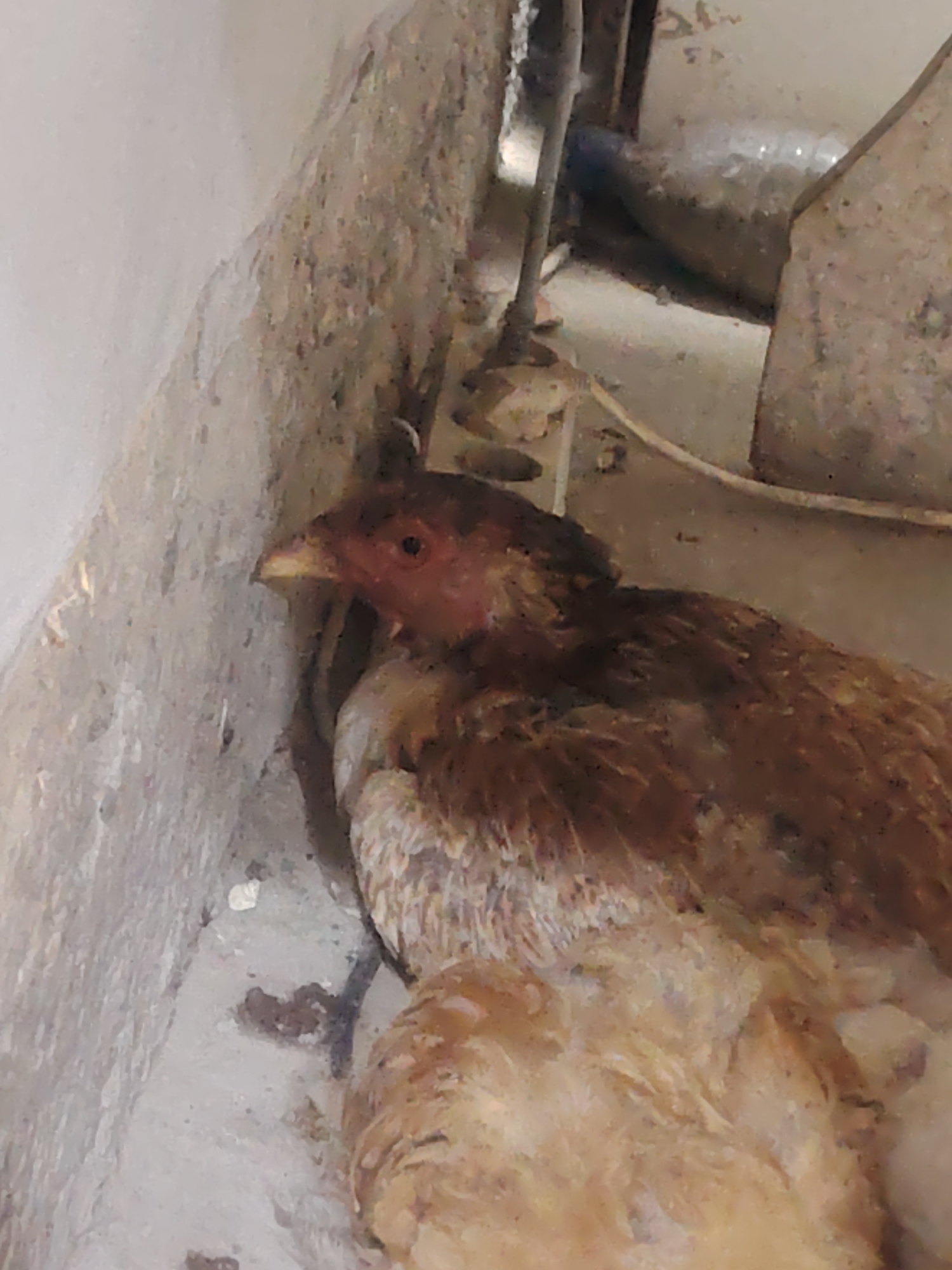 A chicken is nestled in a tight corner formed by a textured, light-colored wall and a darker, rougher surface. The chicken, with reddish-brown and lighter brown feathers, is facing towards the left of the frame, with its head and eye visible. A dark, coiled object, possibly a wire or tube, is positioned behind the chicken. The environment appears to be an interior space, possibly a utility area, with visible pipes and cables. The flooring is a light gray, textured material, with some dark debris scattered on it. The scene is dimly lit, with light coming from the upper right. The overall impression is one of confinement and neglect.