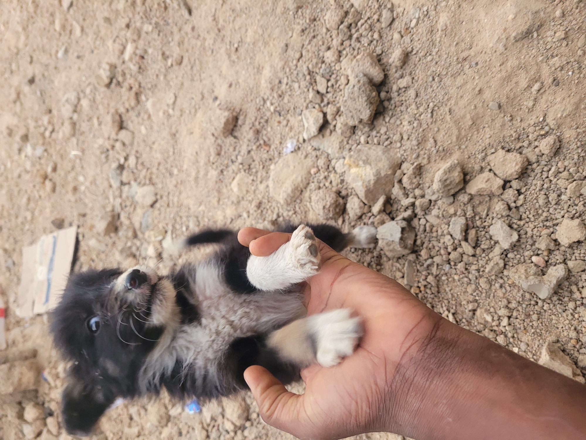 A small, black and white puppy is depicted lying on its back on a sandy and rocky ground, gently held by a human hand. The puppy, with shaggy black fur and a prominent white chest and muzzle, looks upward towards the viewer with curious, light-colored eyes. Its small black nose and whiskers are clearly visible. The human hand, which appears to have a dark skin tone, cradles the puppy's body and paws, suggesting a gentle interaction or playtime.
The setting is an outdoor, unpaved area, characterized by loose, light brown and tan soil mixed with numerous small to medium-sized rocks and pebbles. A piece of discarded cardboard is visible on the ground in the background to the left of the puppy. The lighting indicates it is daytime, with natural illumination across the scene. The mood conveyed is one of tenderness and playfulness. The location context provided is Barakin Akawo, Nigeria. No visible text can be clearly discerned in the image.