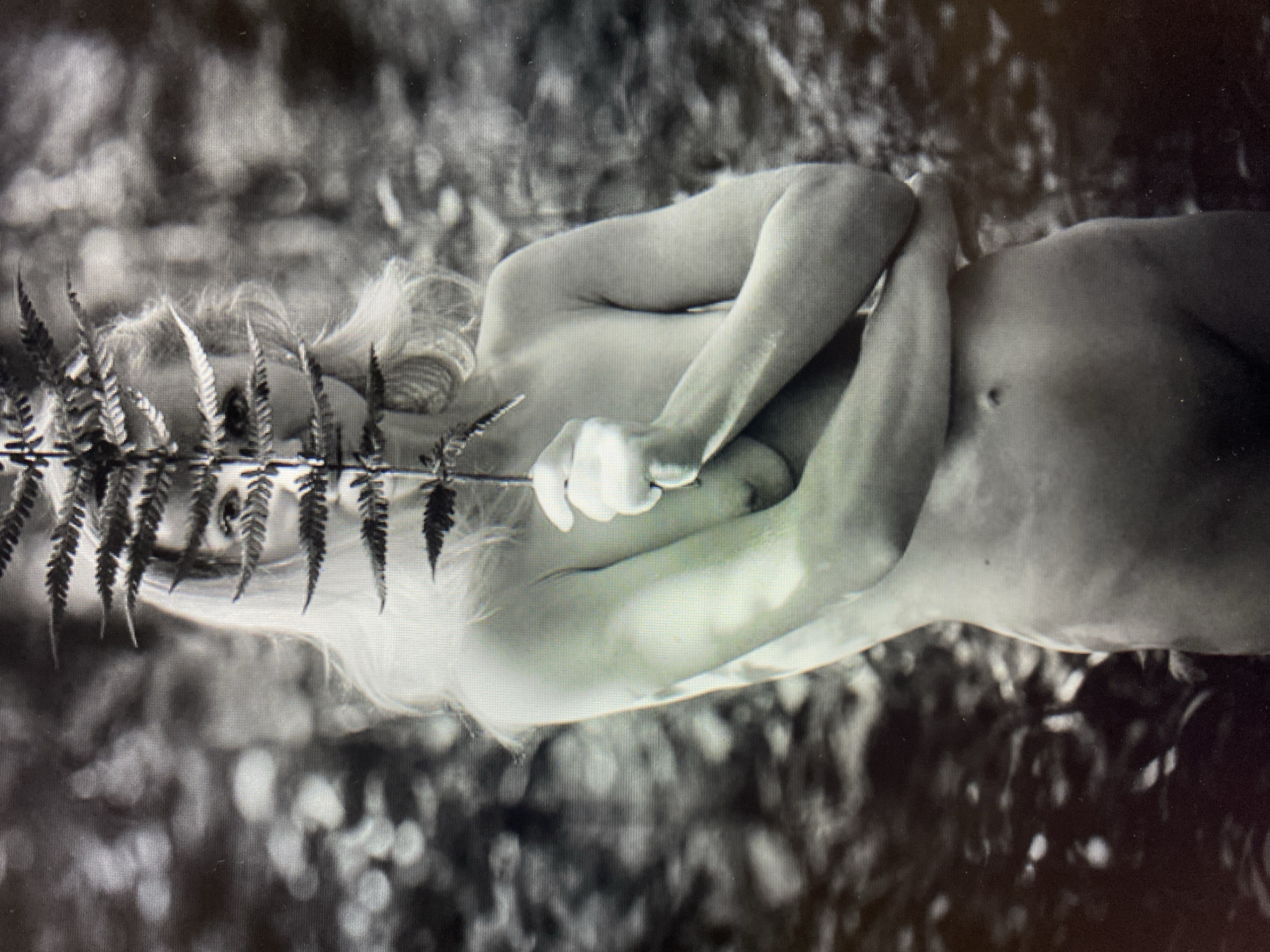 A grayscale, medium shot photograph shows a nude woman in a forest. She is facing the camera, her head obscured by a fern frond. Her blonde hair is visible around the fern. Her arms are crossed in front of her chest, and she is holding the fern with her right hand. The background is blurred, with dappled light suggesting the forest floor.