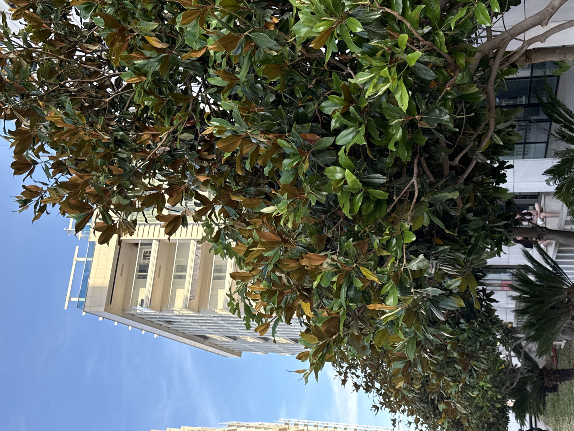 An upward-angled shot captures dense, lush foliage against a backdrop of modern architecture and a clear blue sky. A large tree, likely a Southern Magnolia (*Magnolia grandiflora*), dominates the left and central portions of the frame, featuring characteristic dark green, glossy leaves, many with distinct brown, velvety undersides visible as some leaves turn. Its branches interlace through the canopy.
To the left, a multi-story building with light-colored facades, numerous balconies, and glass railings is partially visible through and above the tree. Another building can be seen further in the distance. On the far right, partially obscured by the main tree, are fronds from what appears to be a palm tree or similar tropical plant.
In the lower right corner, beneath some foliage and a white awning or structure, several blurry figures are faintly discernible, appearing to be people seated or standing in an outdoor area, possibly a cafe or terrace.
The clear, bright blue sky in the upper left suggests a sunny daytime setting. The architecture and Mediterranean-style vegetation are consistent with the provided location context of Budva, Montenegro, hinting at a coastal or warm-climate urban environment. There is no visible text in the image.