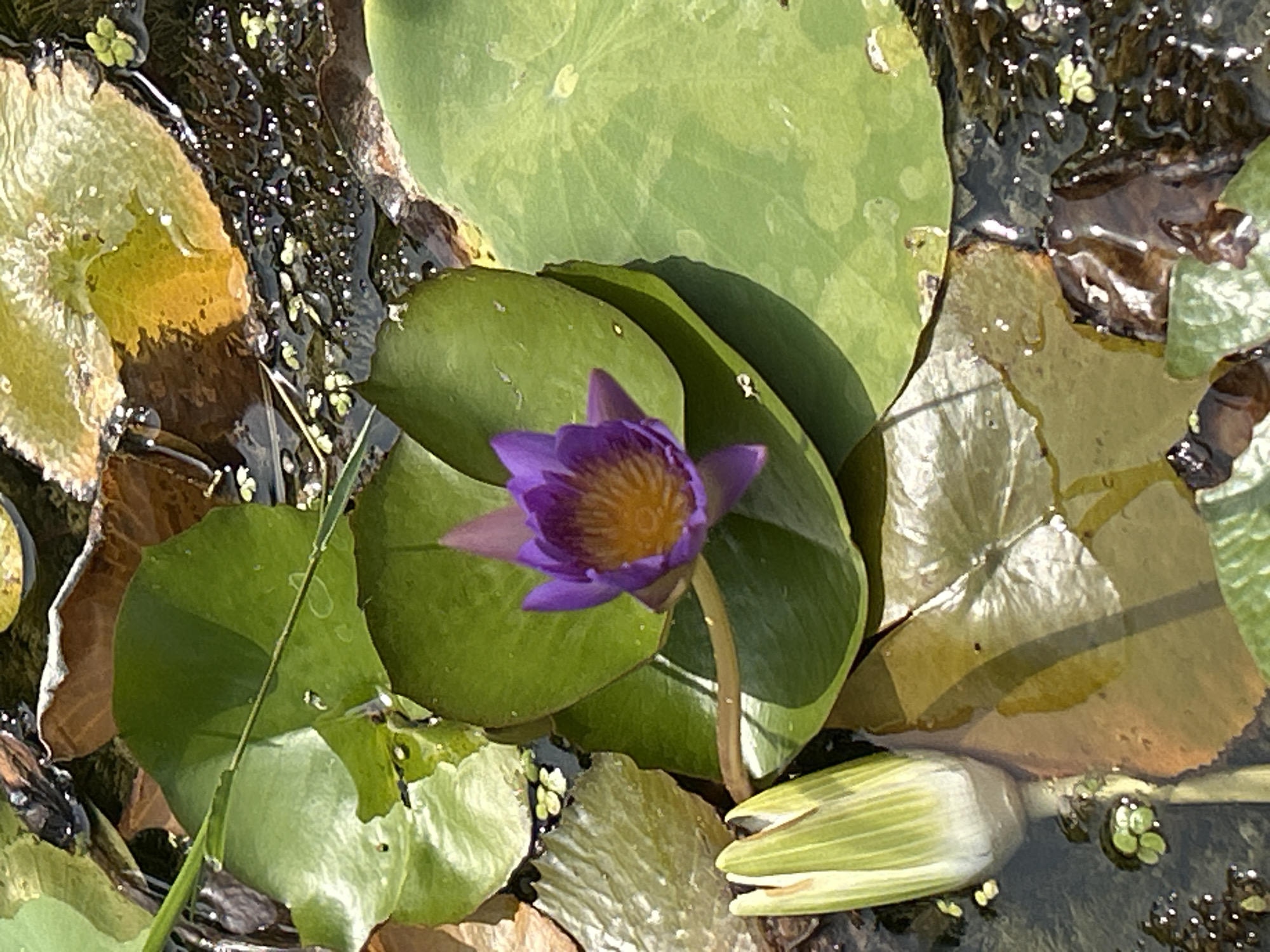 The image shows a close-up view of a purple water lily flower in bloom, surrounded by several large green lily pads and a partially opened water lily bud. The water is dark and reflective, with some areas of sunlight creating bright patches on the surface. Small floating plants are visible among the lily pads. The scene is set in a body of water, likely a pond or a slow-moving stream, consistent with the natural environment found in Nam Nha Trang Ward, Vietnam. There are no people or animals visible in the image. The focus is on the aquatic flora.