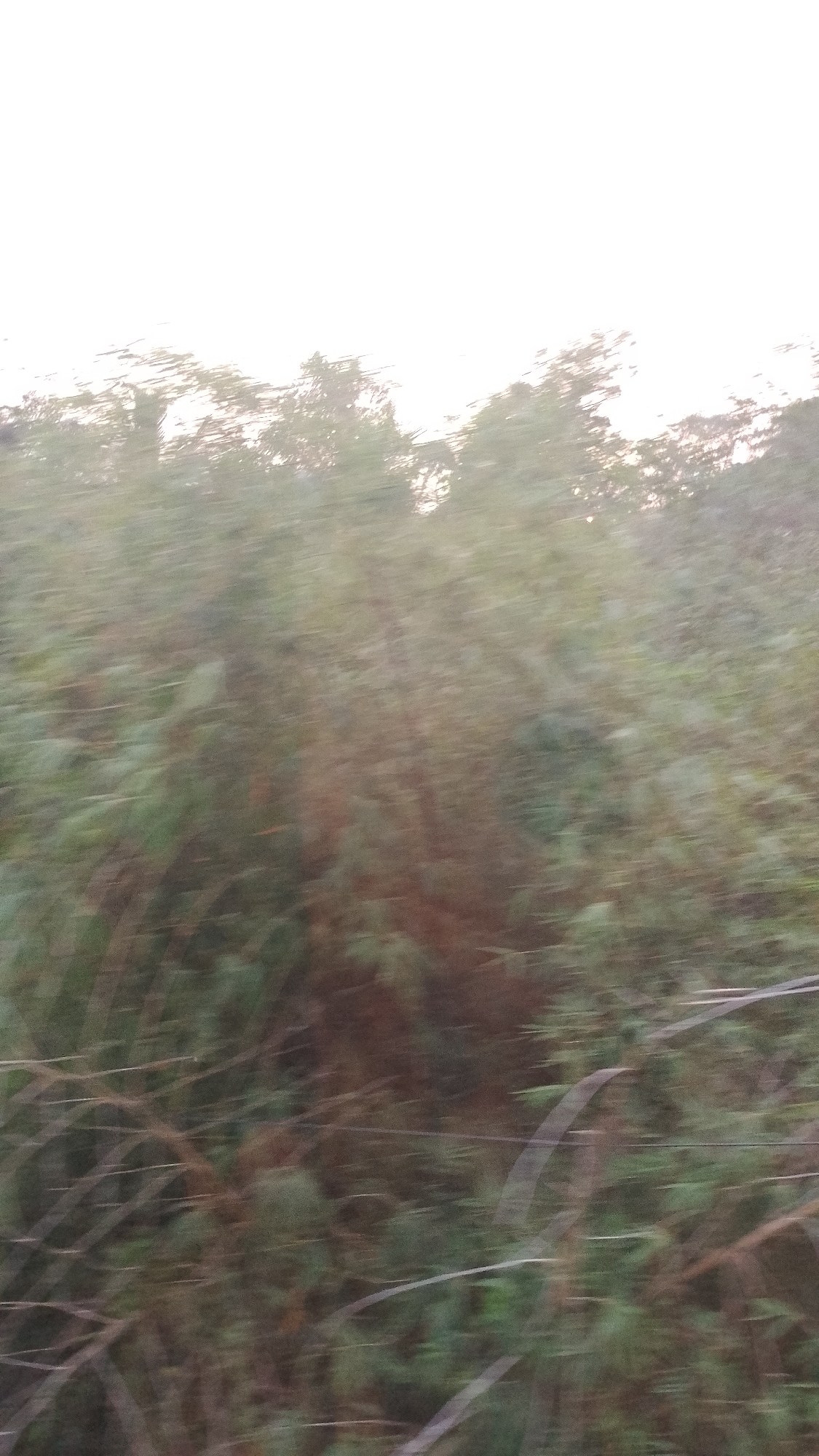 The image is a blurred outdoor shot, likely taken from a moving vehicle, showing dense vegetation with some thin, horizontal lines that could be wires or branches. The overall impression is one of lush greenery against a bright, hazy sky. The blurriness suggests movement and a lack of clear focus on any specific subject. The colors are dominated by greens and browns, with the sky being a pale, washed-out white. There are no discernible people, structures, or specific landmarks to pinpoint a location within Purwakarta, Indonesia.