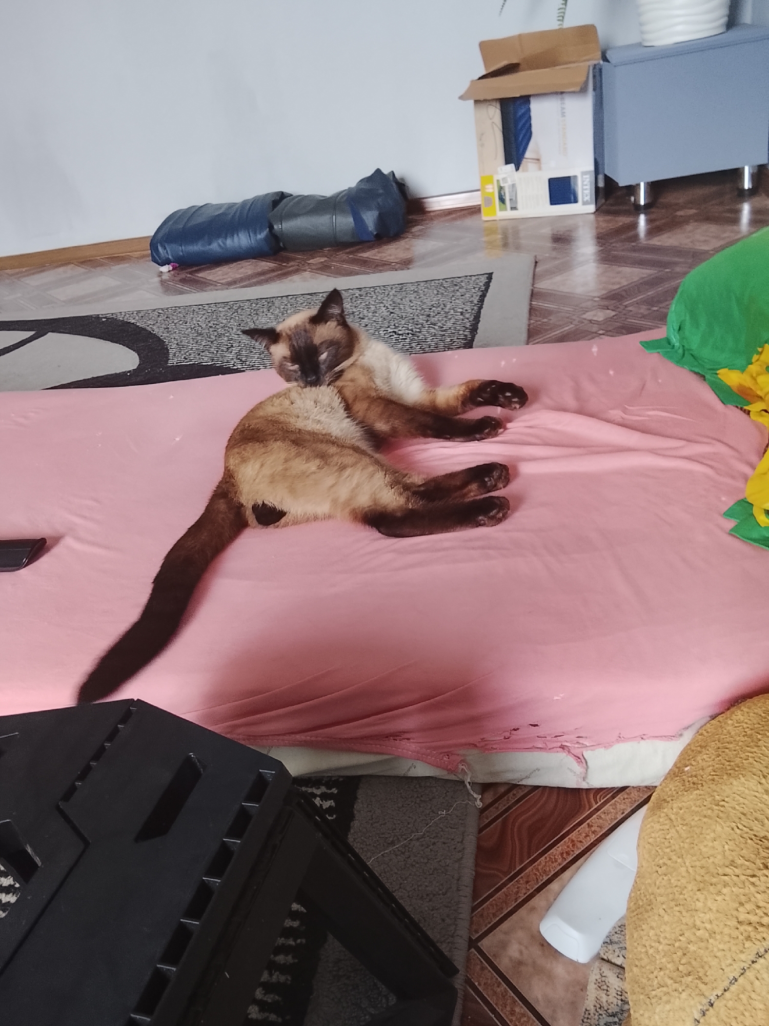 A Siamese cat is lounging on a pink blanket in a room. The cat is predominantly light brown with darker brown points on its face, ears, legs, and tail. It is lying on its side, with its head turned towards its body as if grooming or resting. Its eyes are mostly closed, suggesting a relaxed state.
In the background, a few objects are visible. To the left, a dark blue inflatable object, possibly a sleeping bag or cushion, lies on a rug. Further back, there's a cardboard box with some labels, including the brand "INTEX" and possibly text related to a pool or inflatable product. To the right of the box is a light blue cabinet with silver legs. A large green object, perhaps a cushion or stuffed toy, is partially visible on the right side of the image, next to a yellow object that could be a flower. A black plastic step stool is in the foreground on the left. The floor appears to be tiled with a brown and beige pattern.
The scene seems to be indoors, likely a living space, given the presence of furniture and rugs. The lighting suggests it could be daytime, with natural light contributing to the overall illumination. The overall mood conveyed is one of calm and domesticity, centered around the resting cat. No people are visible in the image.