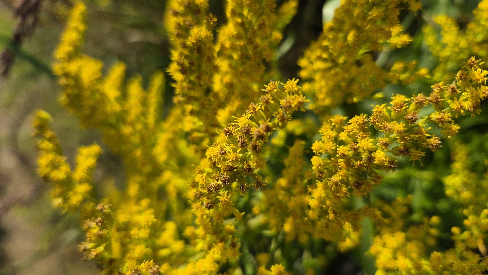 The image is a close-up, shallow depth of field photograph of a bright yellow, flowering plant, likely Goldenrod, with some green foliage visible in the blurred background. The flowers are small and clustered together on branching stems. The lighting suggests it is daytime, possibly late afternoon due to the warm tones. The image does not contain any specific landmarks or details that would allow for identification of a location within Krauja, Latvia.