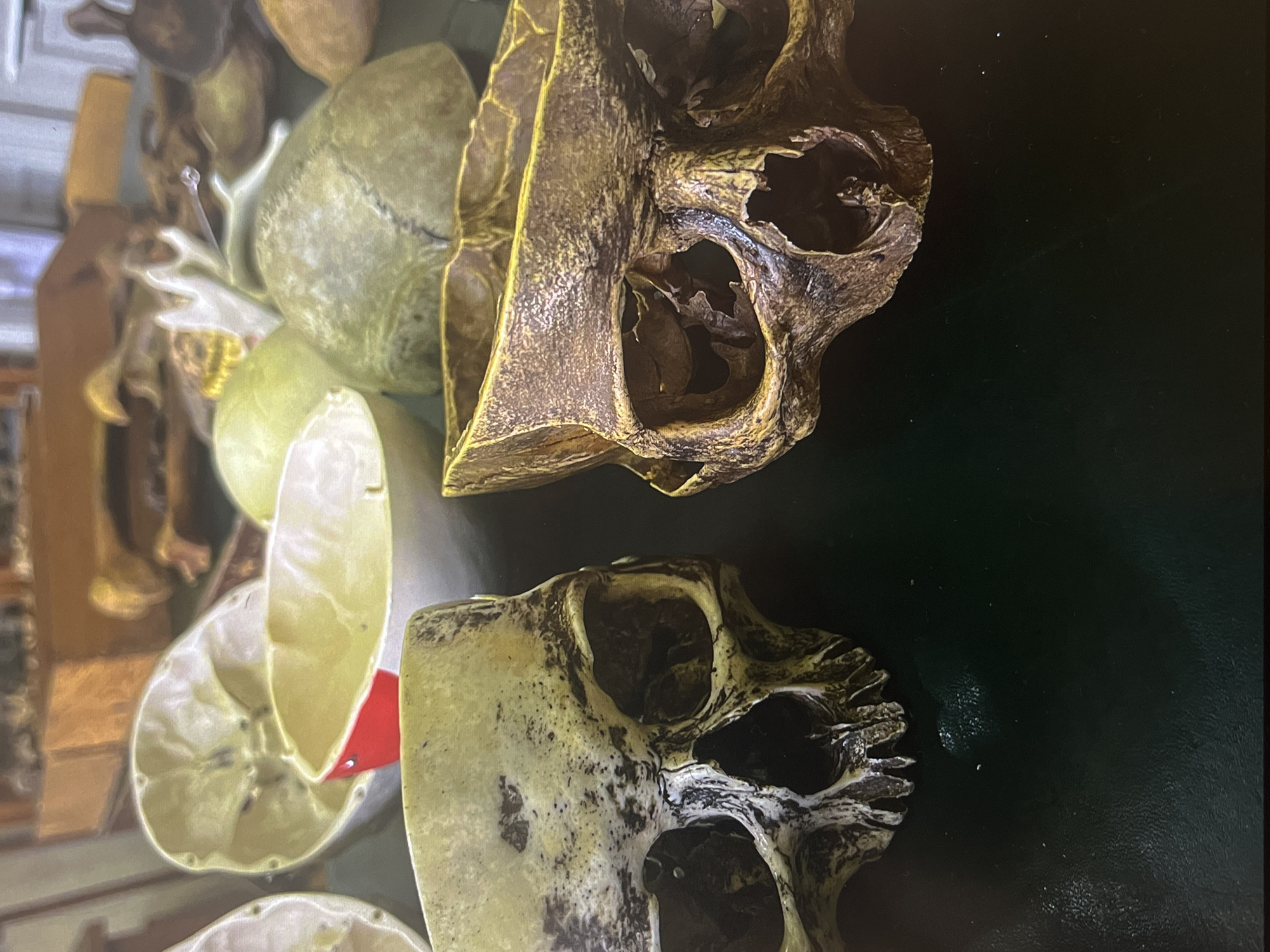 The image shows two decorative skulls placed on a dark surface. The skull on the top right is brown and gold, while the skull on the bottom left is mostly white with black and brown patches. Both skulls appear to be missing the lower jaw. The background is out of focus, but shows a blurred scene of other objects and light. The location is Unknown, Unknown.