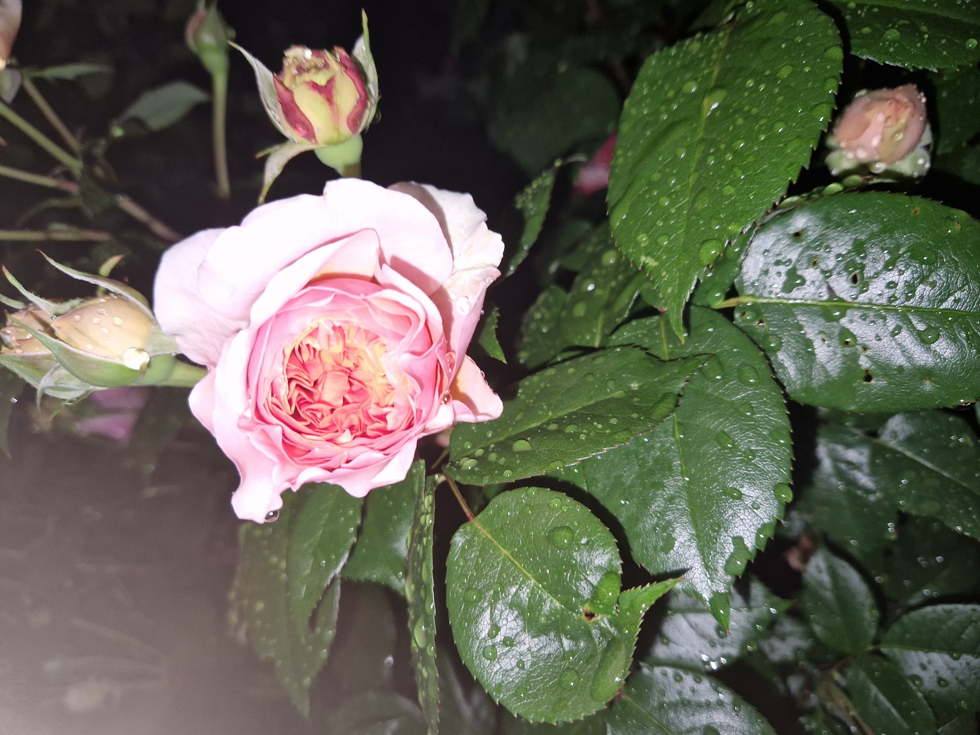 The image shows a pink rose in full bloom surrounded by green leaves covered in water droplets. Two rosebuds are also visible in the background. The background is dark, suggesting the photo was taken at night or in low light. The image was captured in Lovech, Bulgaria.