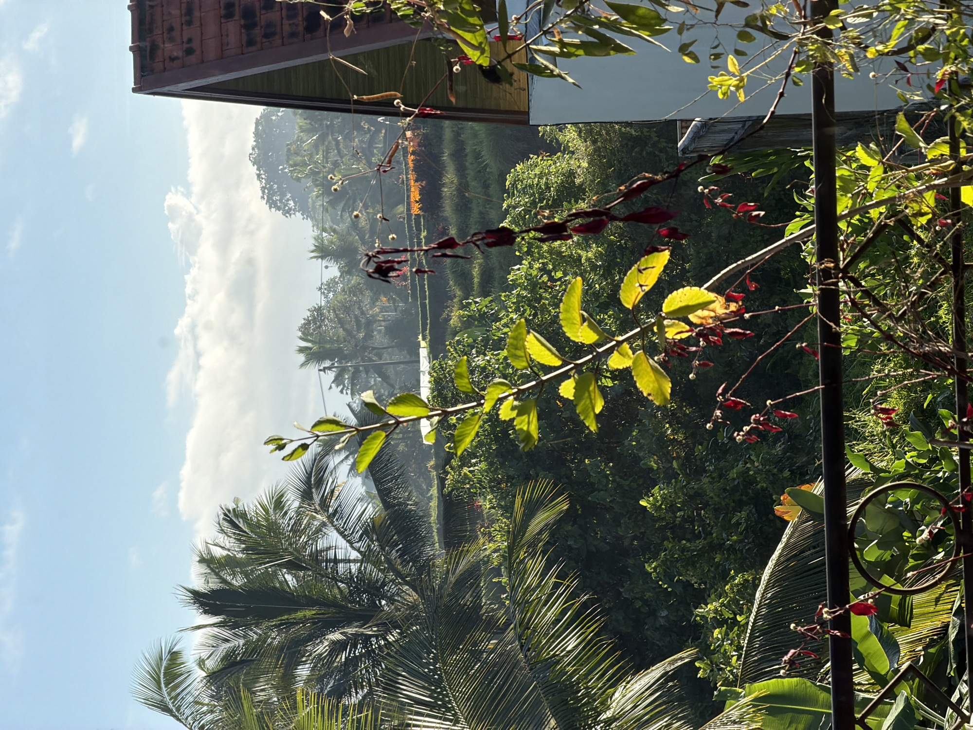 The image depicts a view of lush green foliage, palm trees, and a building with a terracotta roof, set against a backdrop of blue sky with scattered clouds. The scene is bathed in sunlight, suggesting it is daytime. In the foreground, a dark metal railing is visible, with plants and branches extending over it. Some of these plants have bright yellow and red leaves and small red flowers. In the middle ground, a vibrant green landscape unfolds, possibly terraced fields or dense vegetation, with more palm trees interspersed. The background shows more distant trees and a hazy sky. The architecture of the building, particularly the roof, hints at a tropical or Southeast Asian setting. The overall impression is one of a serene, natural environment, likely in a rural or semi-rural area with tropical vegetation, consistent with the location of Tegallalang, Indonesia, which is known for its picturesque rice terraces and lush landscapes. No people or specific actions are evident in the image.