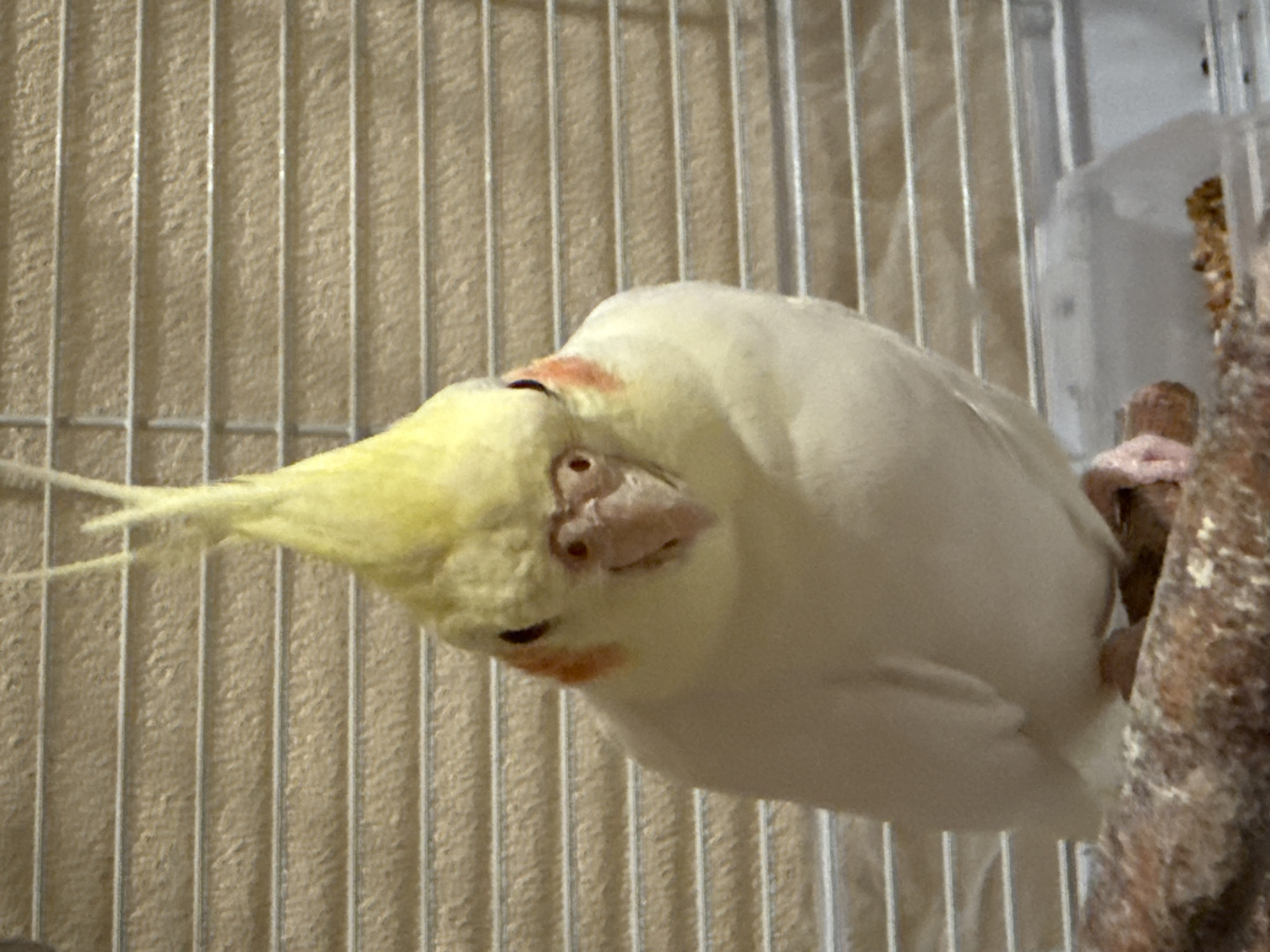 A cockatiel, predominantly white with a bright yellow erectile crest and orange facial patches, is positioned centrally, facing directly towards the observer. Its dark, rounded eyes are visible, and its pinkish-gray beak is slightly open. The bird's body is upright, appearing rounded and alert, with its feet gripping a textured, brown, wood-like perch located in the lower portion of the frame. The background consists of evenly spaced horizontal metal bars, indicating an enclosure. Behind the bars, a light brown, textured surface resembling blinds or a wall is visible. In the lower right, a translucent plastic container partially filled with brown feed or seeds is discernible on the cage floor. The scene is situated in the city of Moscow, Russia.