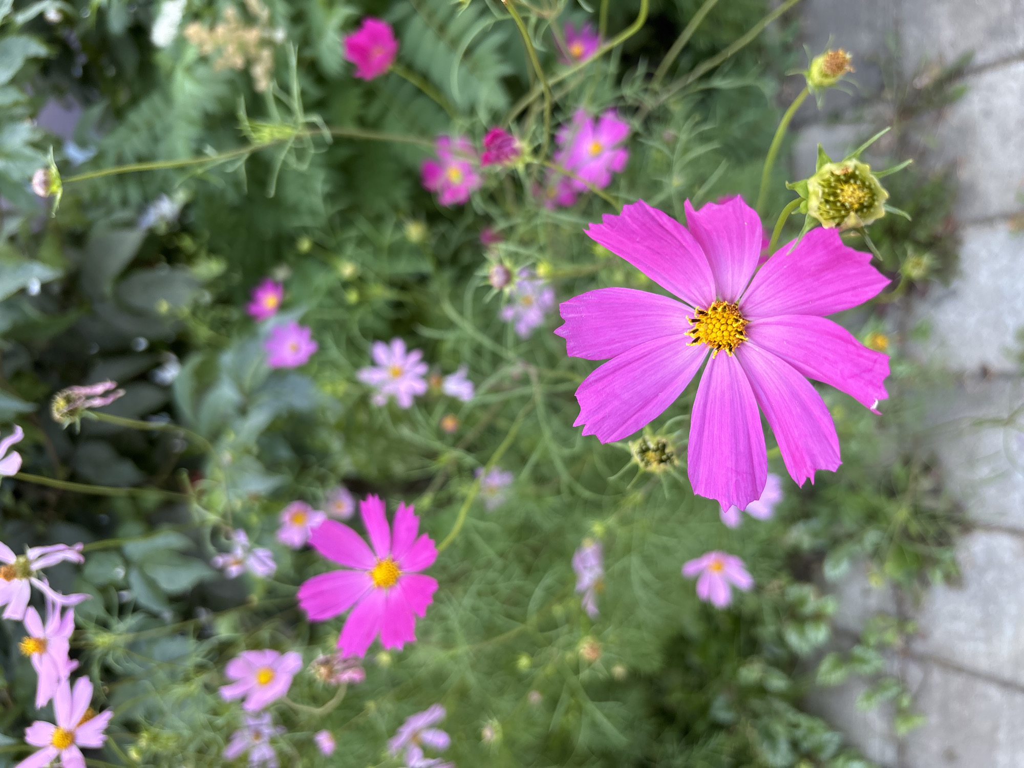 The image shows a close-up of pink cosmos flowers with green foliage in the background. The flowers are of varying sizes and stages of bloom. Some are fully open with visible yellow centers, while others are budding. A paved walkway is visible in the lower left corner of the image. The scene appears to be outdoors, possibly in a garden or park setting. There are no people or animals in the image. The lighting suggests it is daytime.