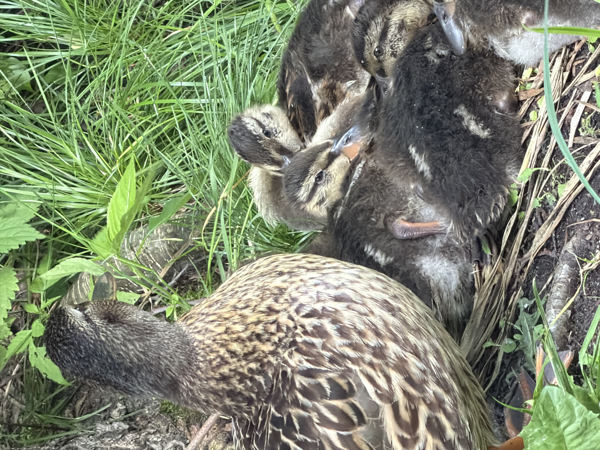 The image shows a mother duck nestled amongst her ducklings in tall green grass. The mother duck is facing left, with her head down, and her patterned feathers are visible. The ducklings are clustered together, with one duckling looking towards the camera, its beak slightly open, as if chirping. Another duckling is peeking out from under the mother. The scene is set outdoors, likely in a natural environment given the abundance of grass and foliage. The lighting suggests it could be daytime, possibly overcast as there are no harsh shadows. The overall impression is one of a peaceful, familial moment in nature. The context provided indicates the location as Kurilovo SNT, Russia.