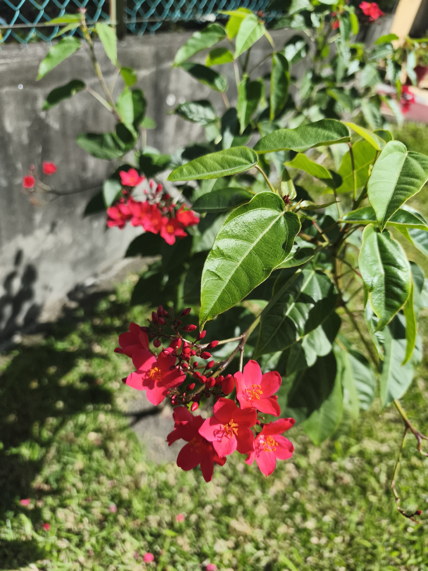 The image shows a close-up of a plant with bright red flowers and vibrant green leaves. The plant is in focus in the foreground, with a blurred background consisting of a grey concrete wall, green grass, and a teal chain-link fence. Shadows of leaves and branches are cast on the wall and grass. The overall scene suggests an outdoor setting, likely in a garden or yard. No specific landmarks or indications of Saint-Denis, France are present in the image itself.